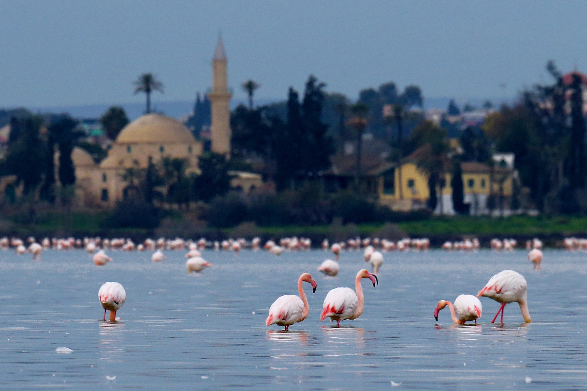 Mehrere Flamingos stehen im Wasser, im Hintergrund sind Gebäude am Ufer zu erkennen. Mehrere Flamingos stehen im Wasser, im Hintergrund sind Gebäude am Ufer zu erkennen.