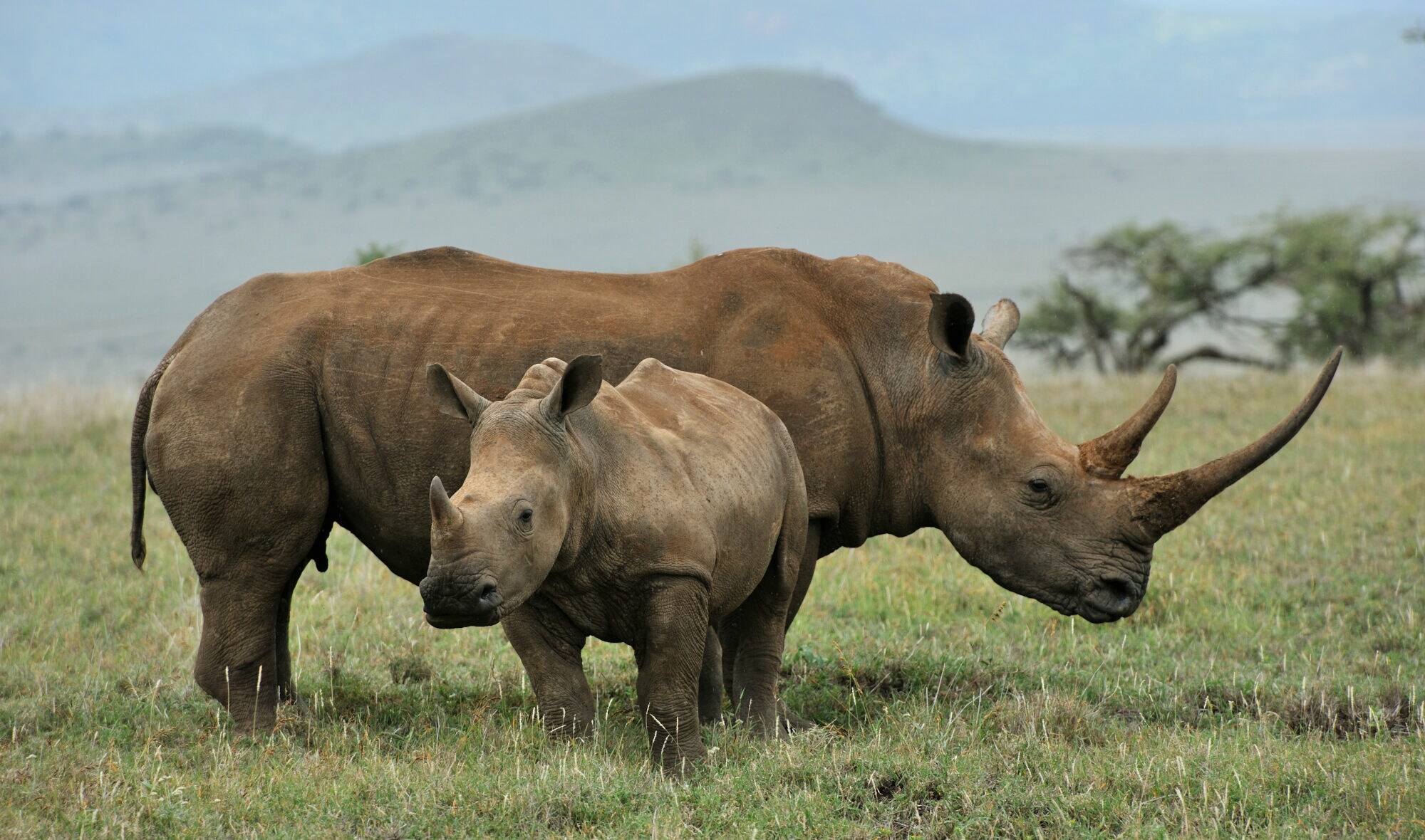 Ein Nashorn mit einem Jungen in der Steppe
