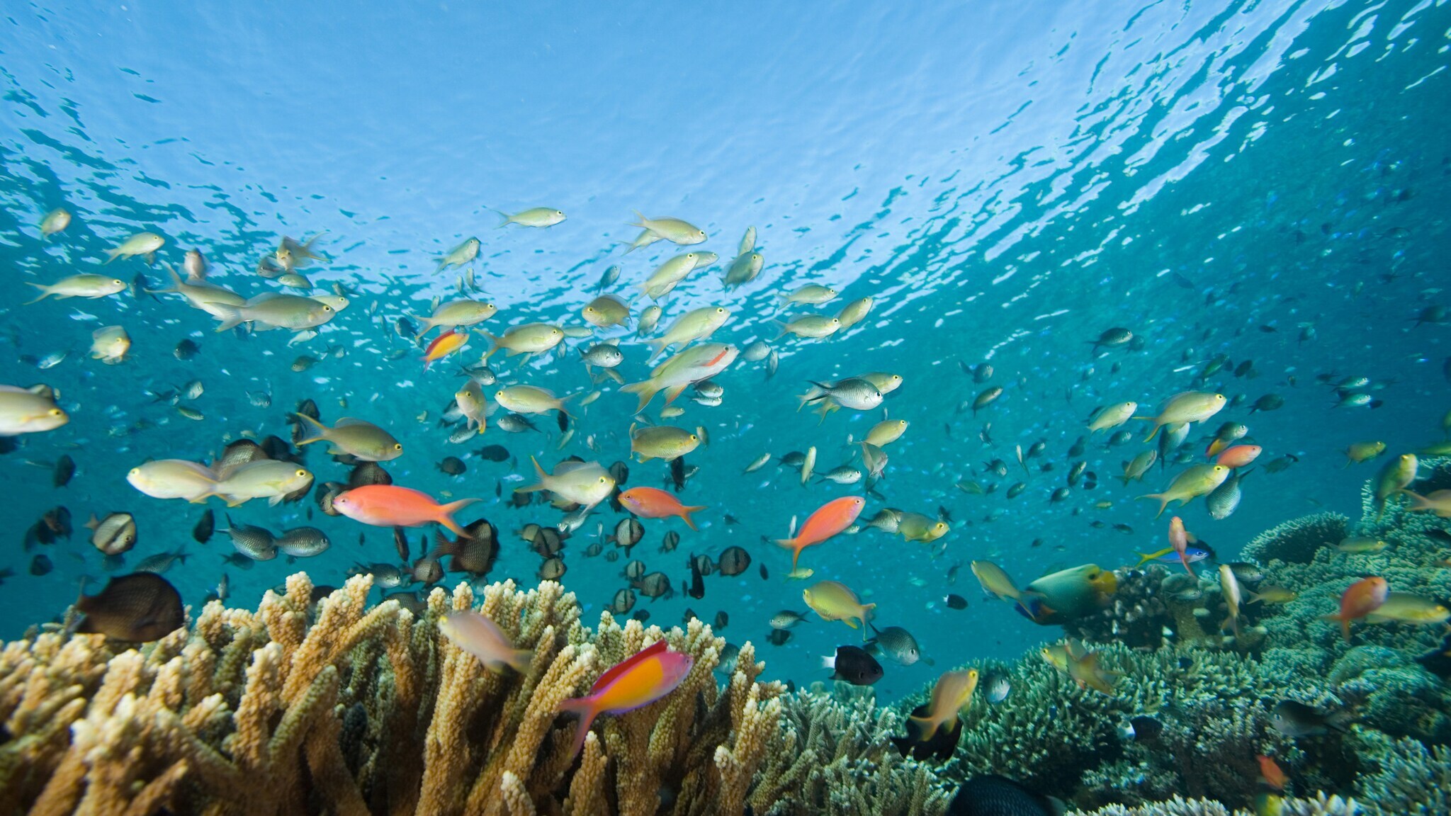 Korallenriff mit farbenfrohem Fischschwarm. Korallenriff mit farbenfrohem Fischschwarm.