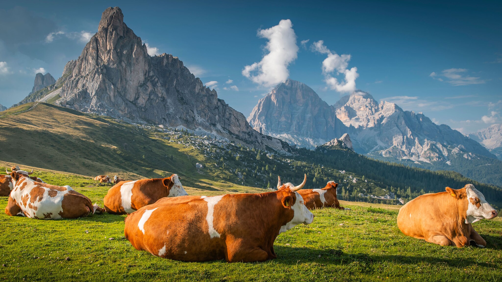 Mehrere Kühe liegen auf einer Wiese in der Sonne vor Bergpanorama.