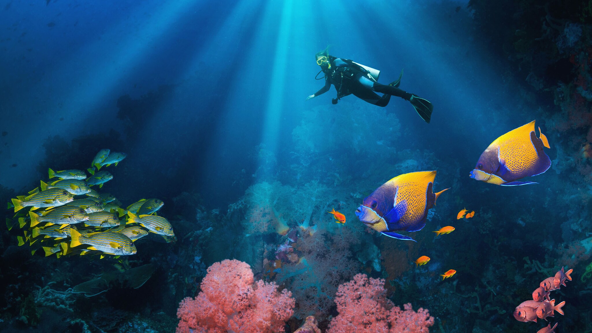 Eine Taucherin schwimmt über ein Korallenriff mit bunten Fischen.