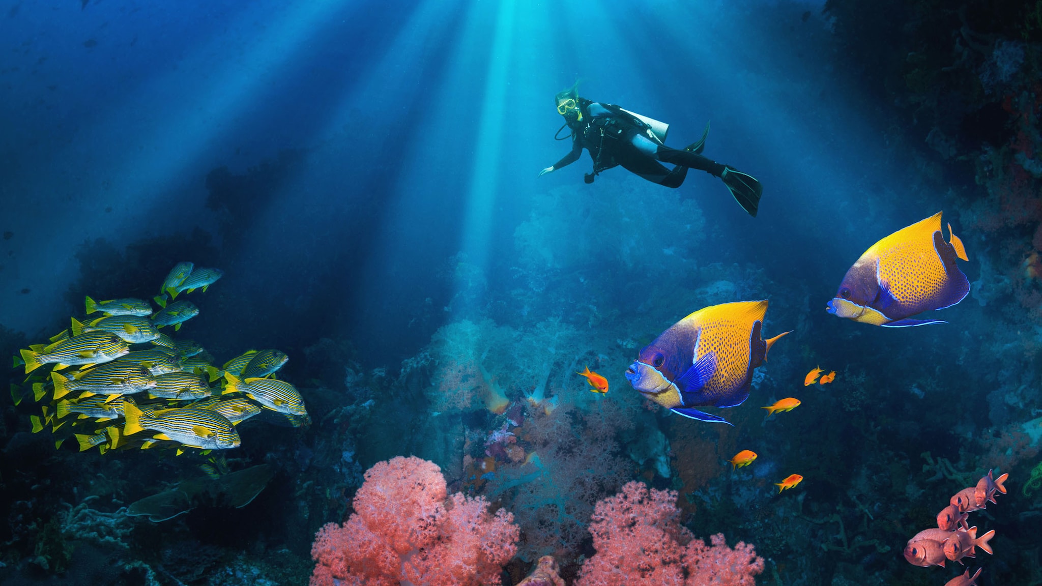 Eine Taucherin schwimmt über ein Korallenriff mit bunten Fischen.