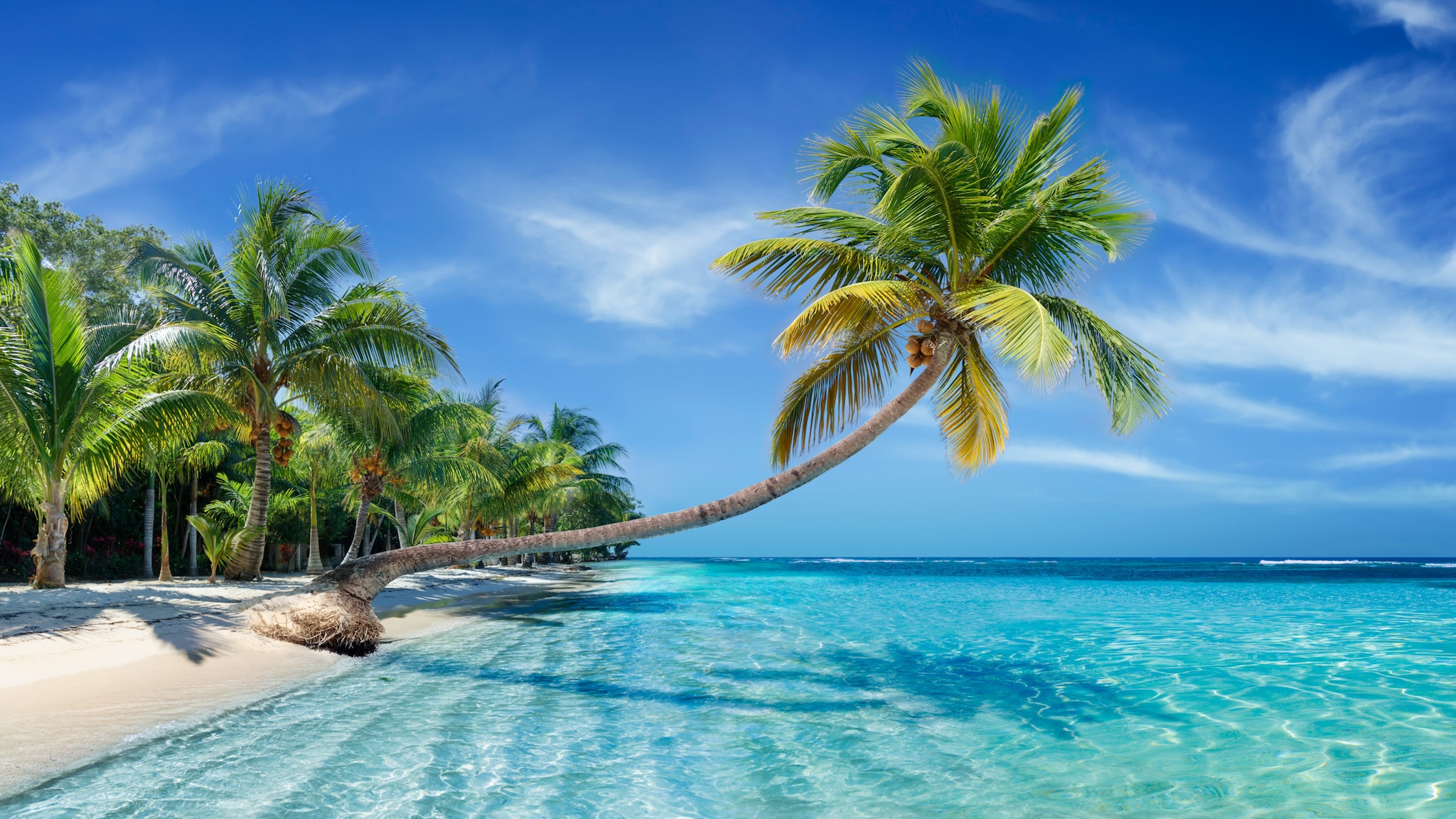 Karibikstrand mit weißem Sand, türkisfarbenem Wasser, blauem Himmel und einer Palme, die sich über den Ozean erstreckt.