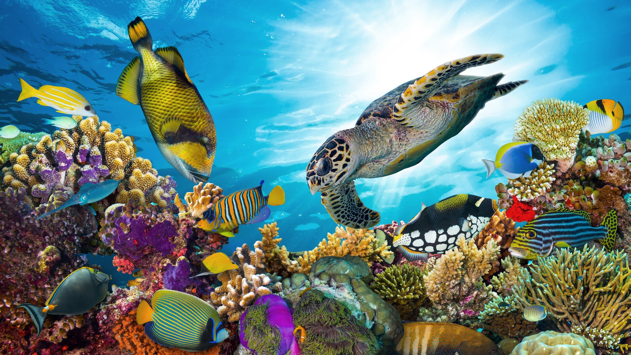 Bunte Unterwasserwelt der Malediven, mit Meeresschildkröte, farbigen Fischen und Korallen.