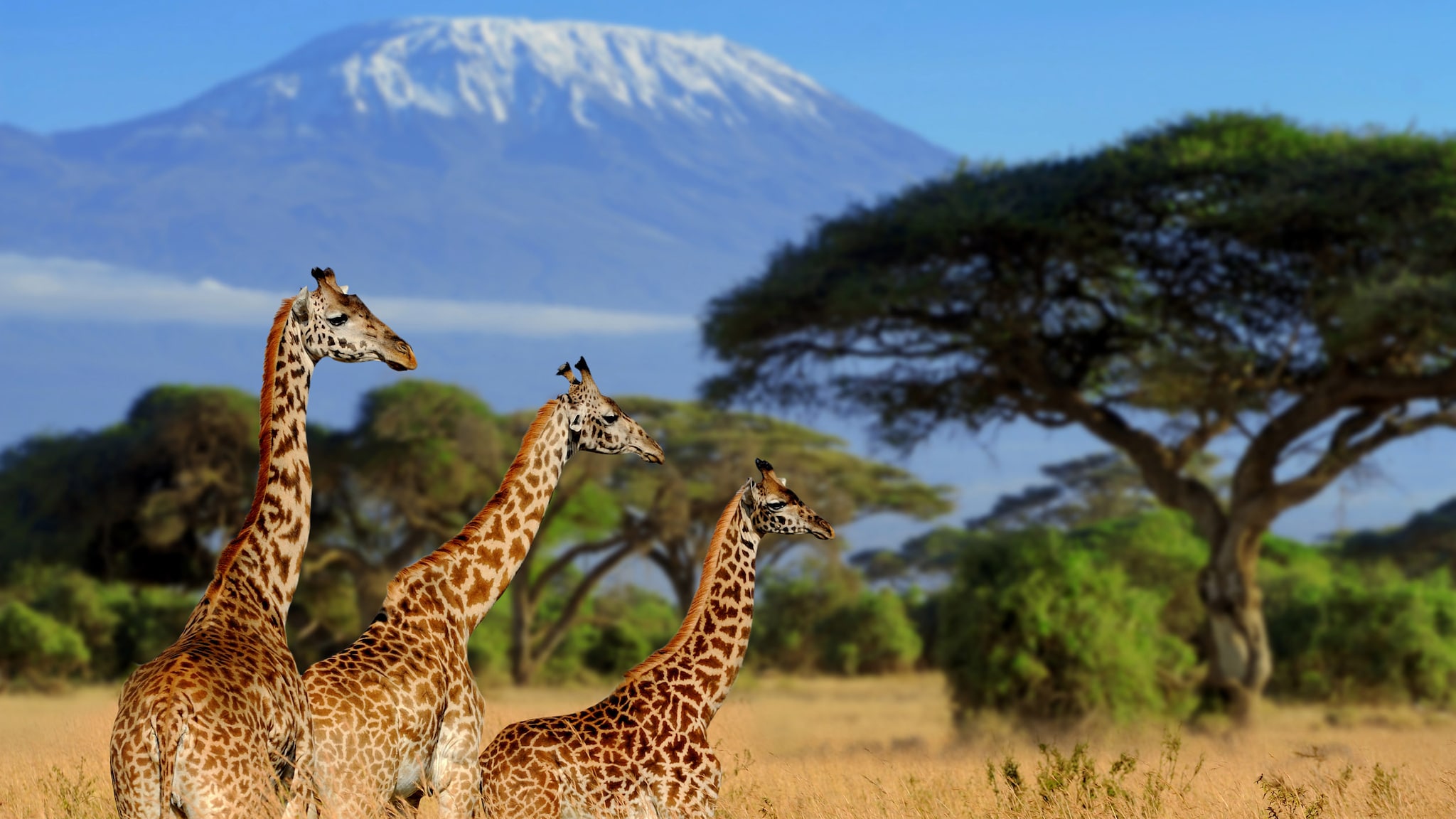 Drei Giraffen vor dem Hintergrund des Kilimandscharos in einem kenianischen Nationalpark.