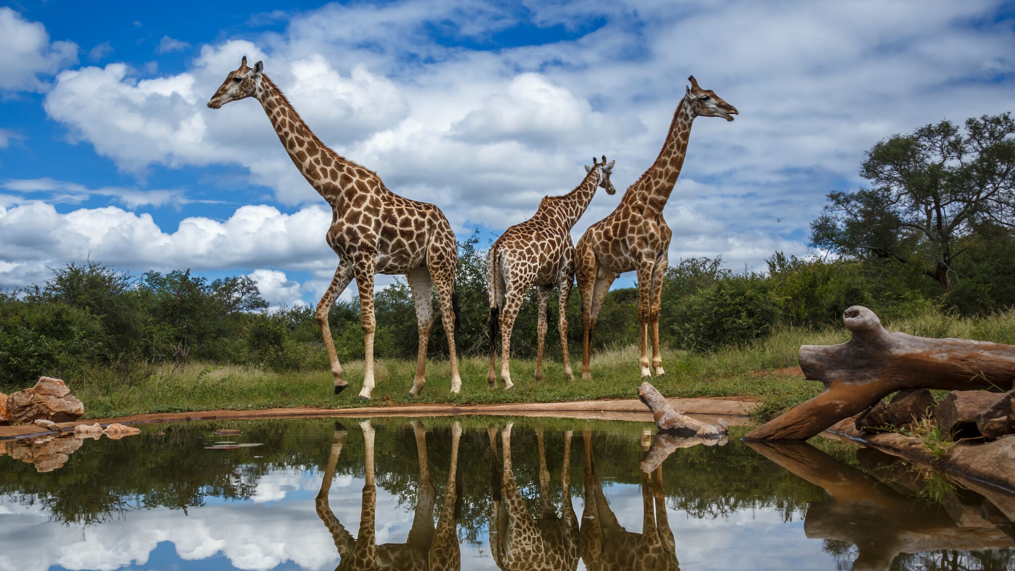Drei Giraffen vor einer Wasserstelle in grüner Buschlandschaft.