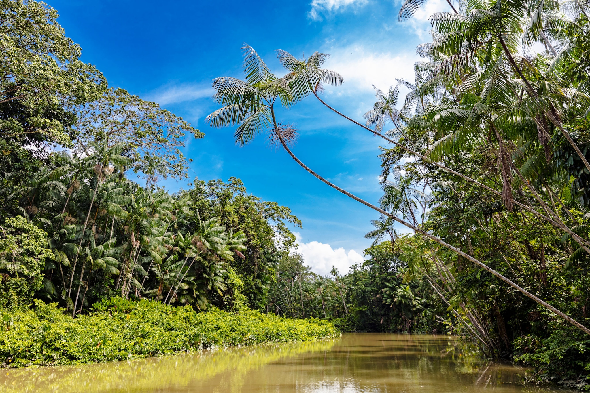 amex-magazin-brasilien-rundreise-fluss-palmen Ein brauner Fluss, der von grünen Bäumen und Pflanzen umgeben ist.