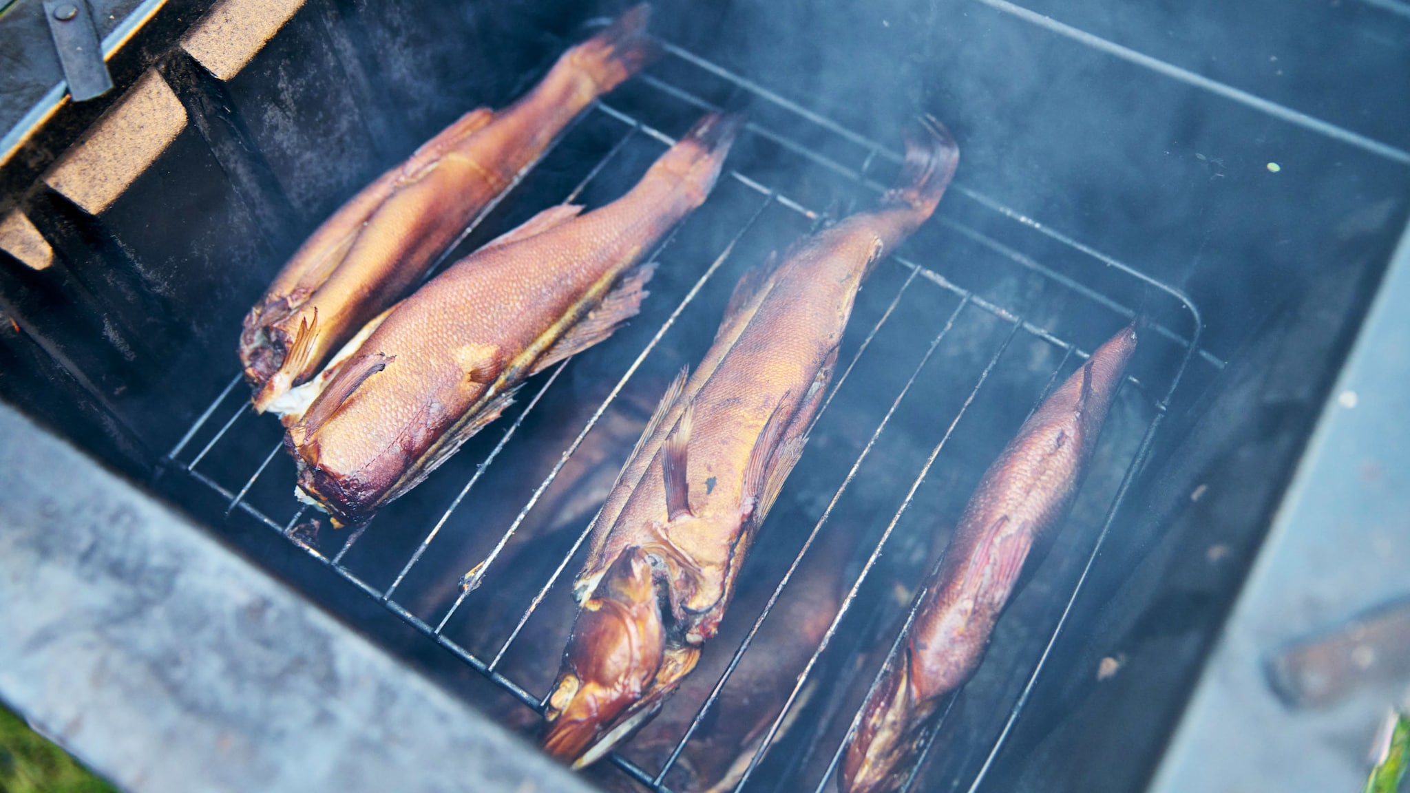 Aufblick auf mehrere Forellen, die auf einem Rost im Rauch in einem Räucherofen liegen. Aufblick auf mehrere Forellen, die auf einem Rost im Rauch in einem Räucherofen liegen.