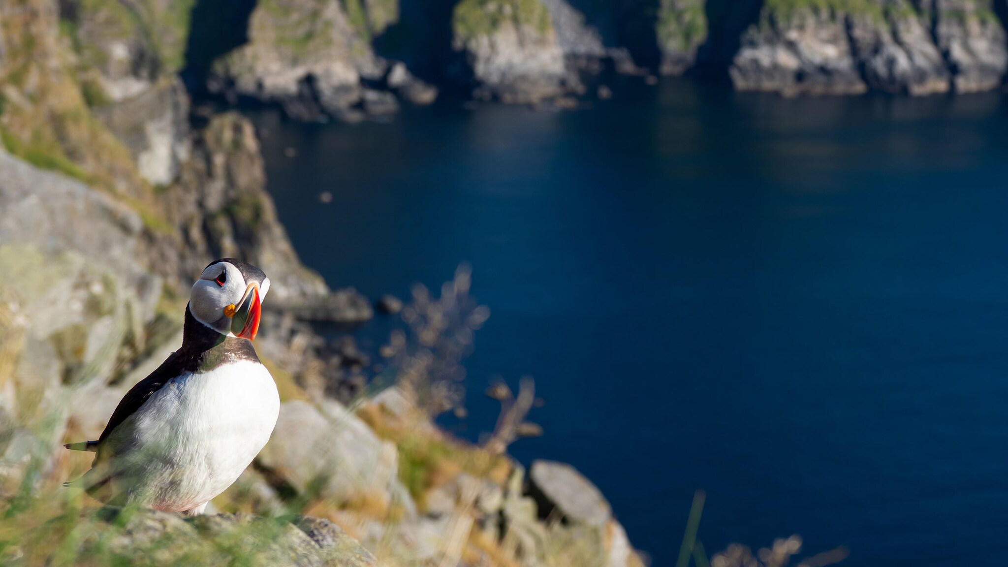 Ein Papageitaucher steht an einer Klippe.