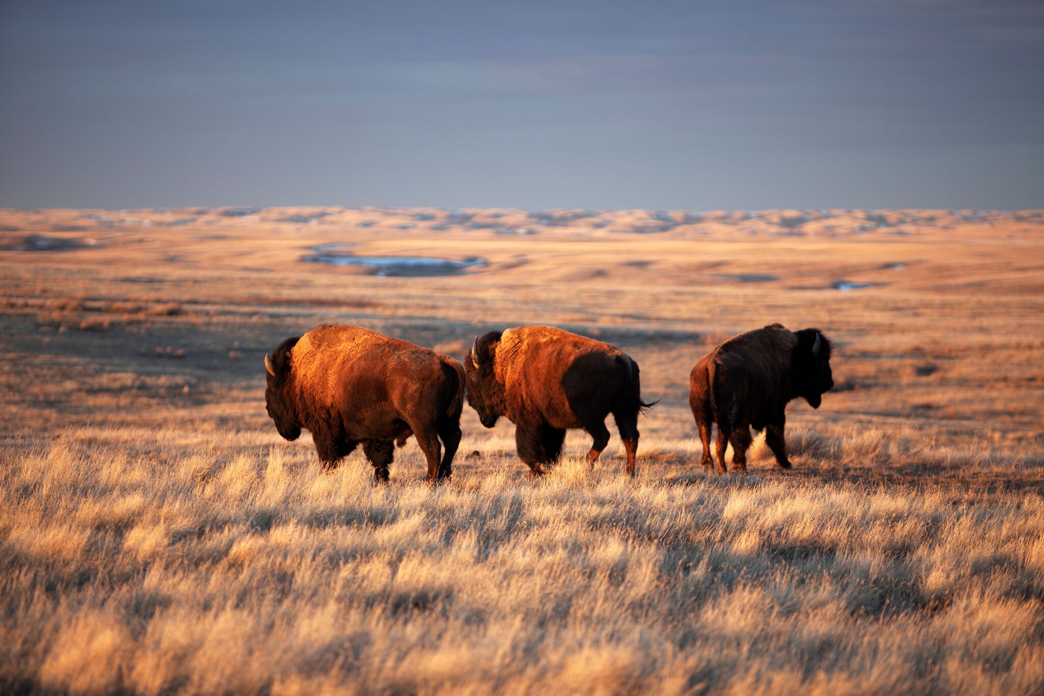 Bisons auf einer Weide.