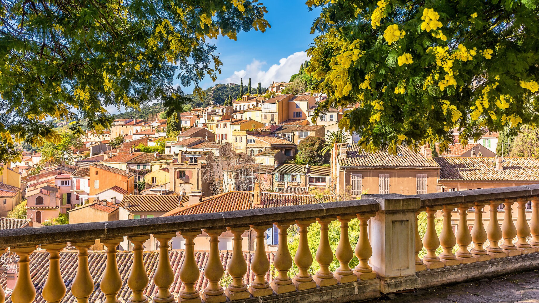 Blick über gelb blühende Mimosenbäume und ein Geländer im Vordergrund auf das historische, südfranzösische Bergdorf Bormes-les-Mimosas unter blauem Himmel.