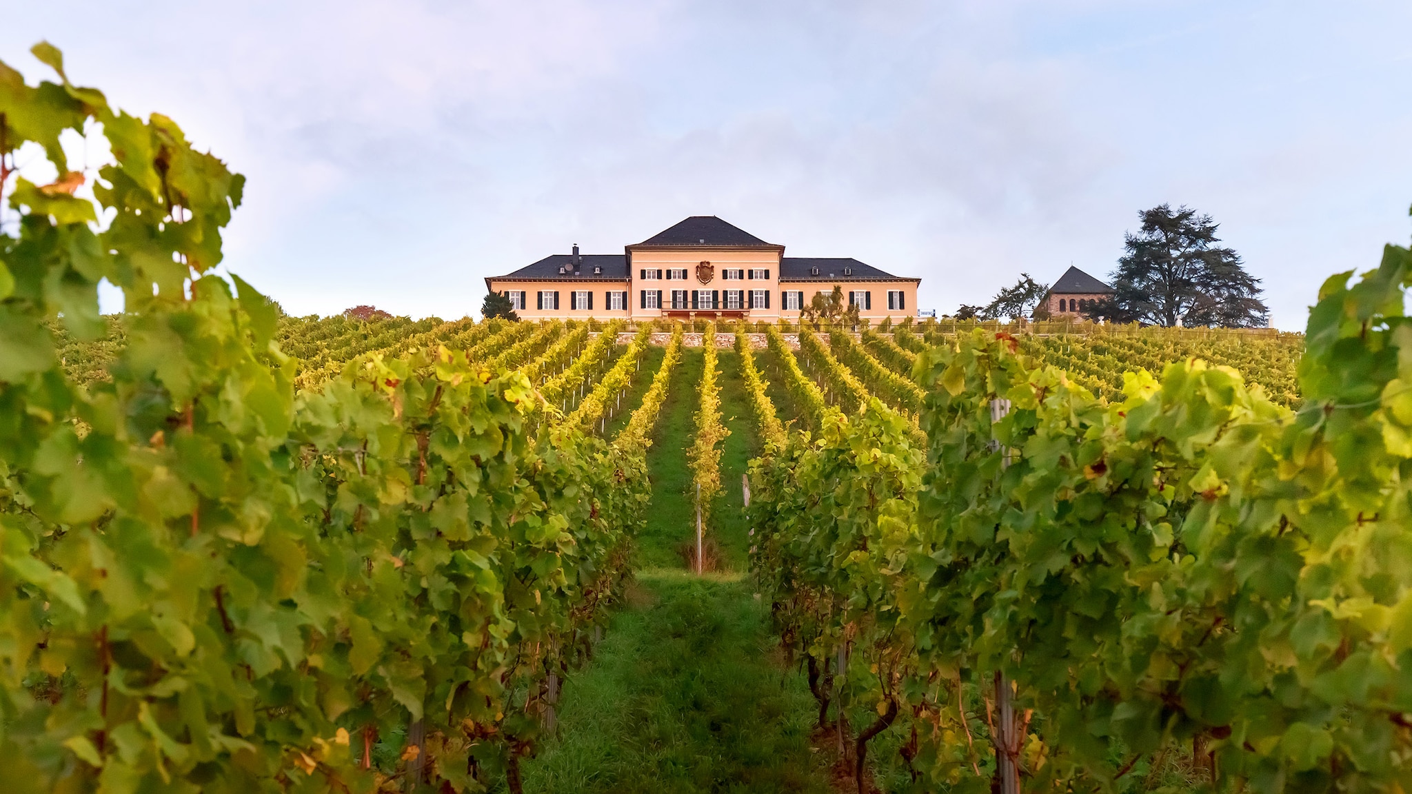 Zwischen zahlreichen Weinpflanzen liegt ein historisches Schloss.