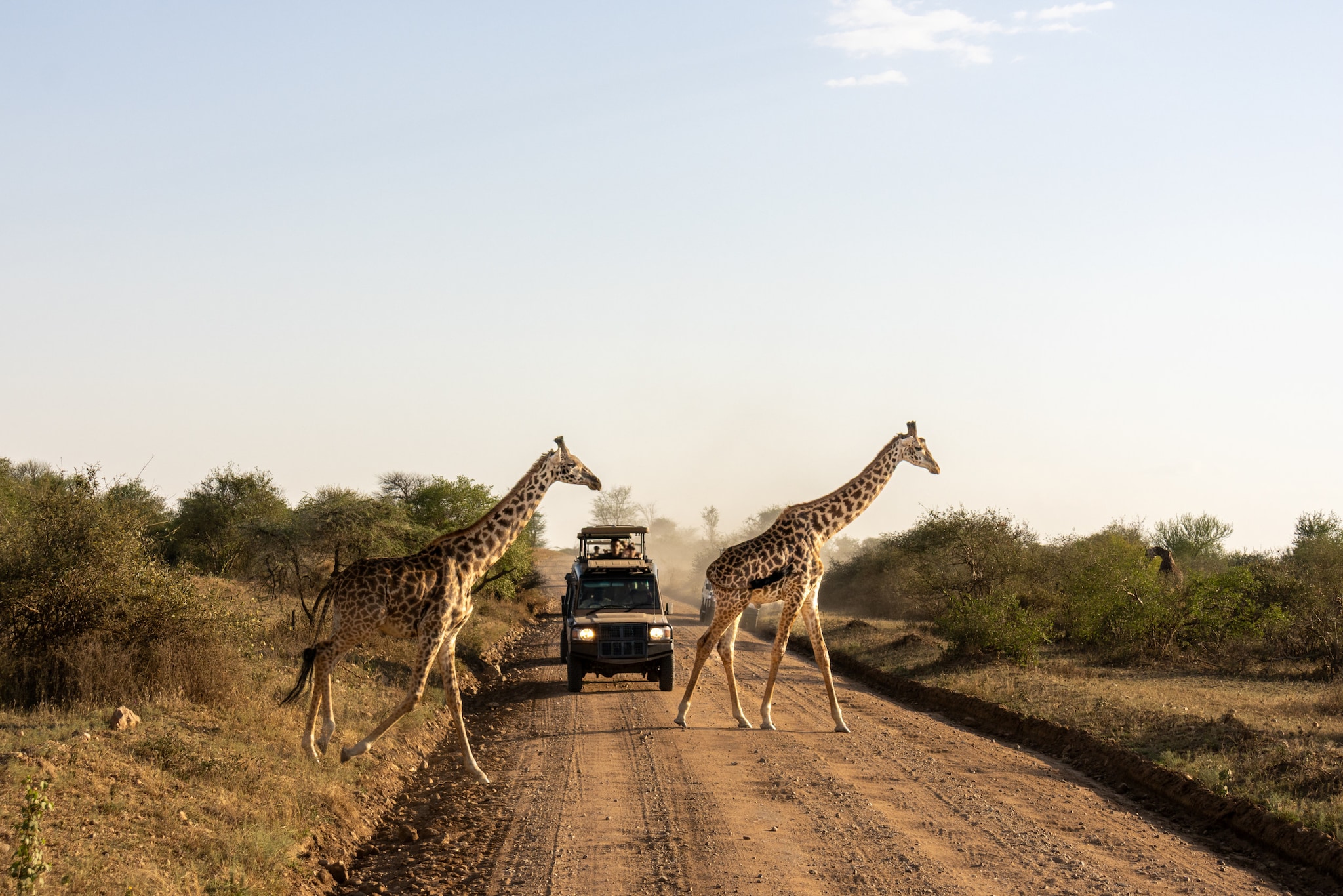 Zwei Giraffen, die vor einem Jeep eine staubige Straße überqueren.