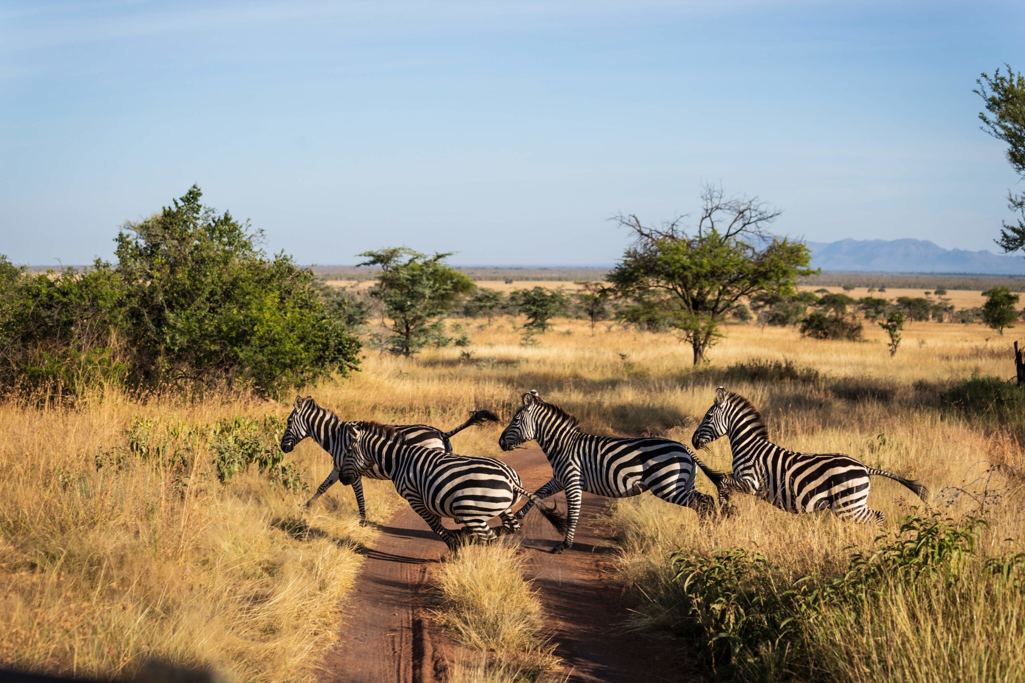 ebras, die in der Serengeti einen staubigen Weg überqueren.