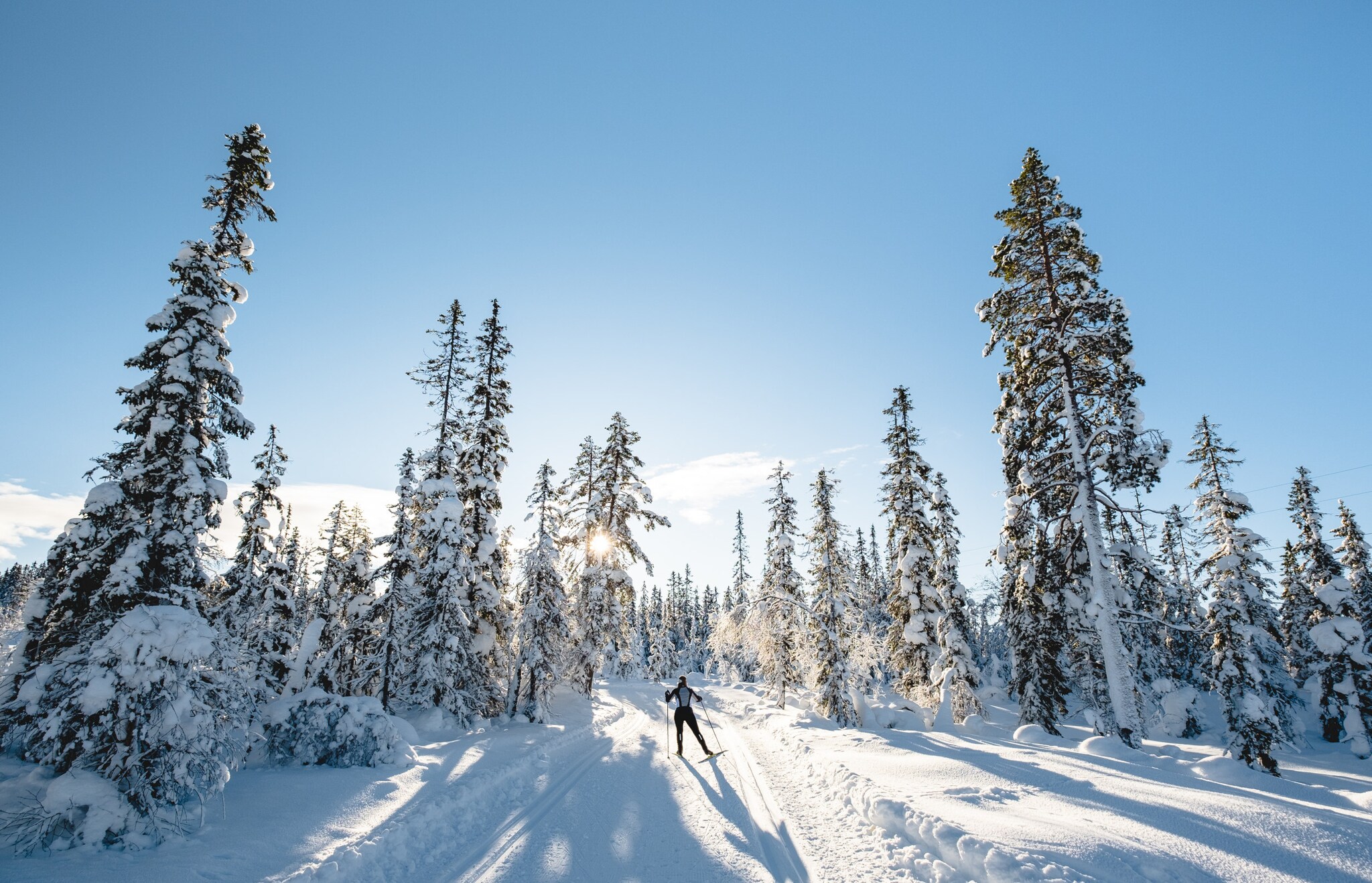 Person von hinten auf Langlaufskiern in einem verschneiten Wald. 