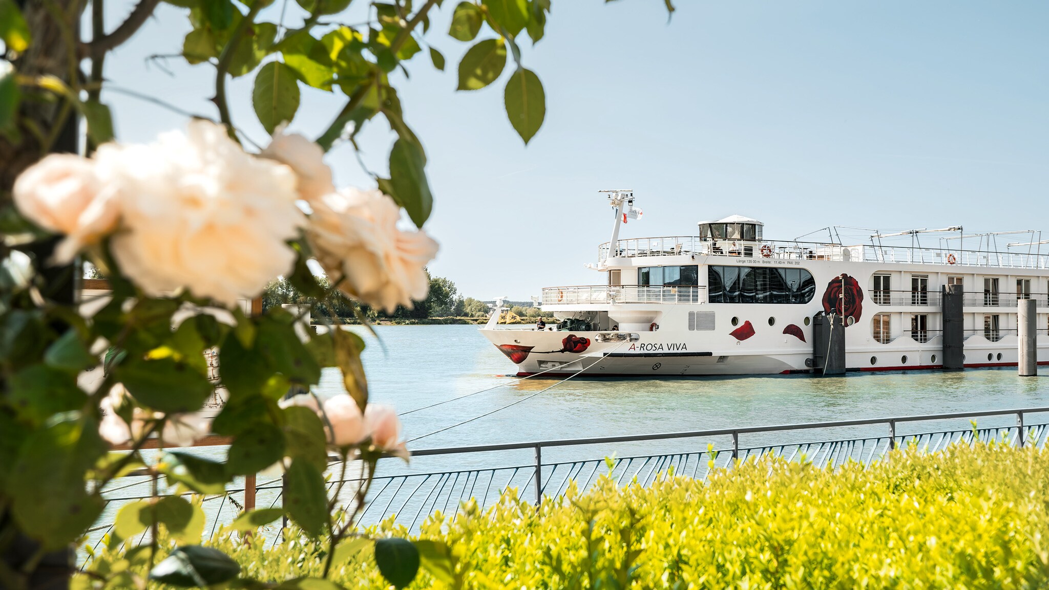 Ein A-ROSA-Kreuzfahrtschiff fährt auf einem Fluss an einem Strauch Rosen vorbei.