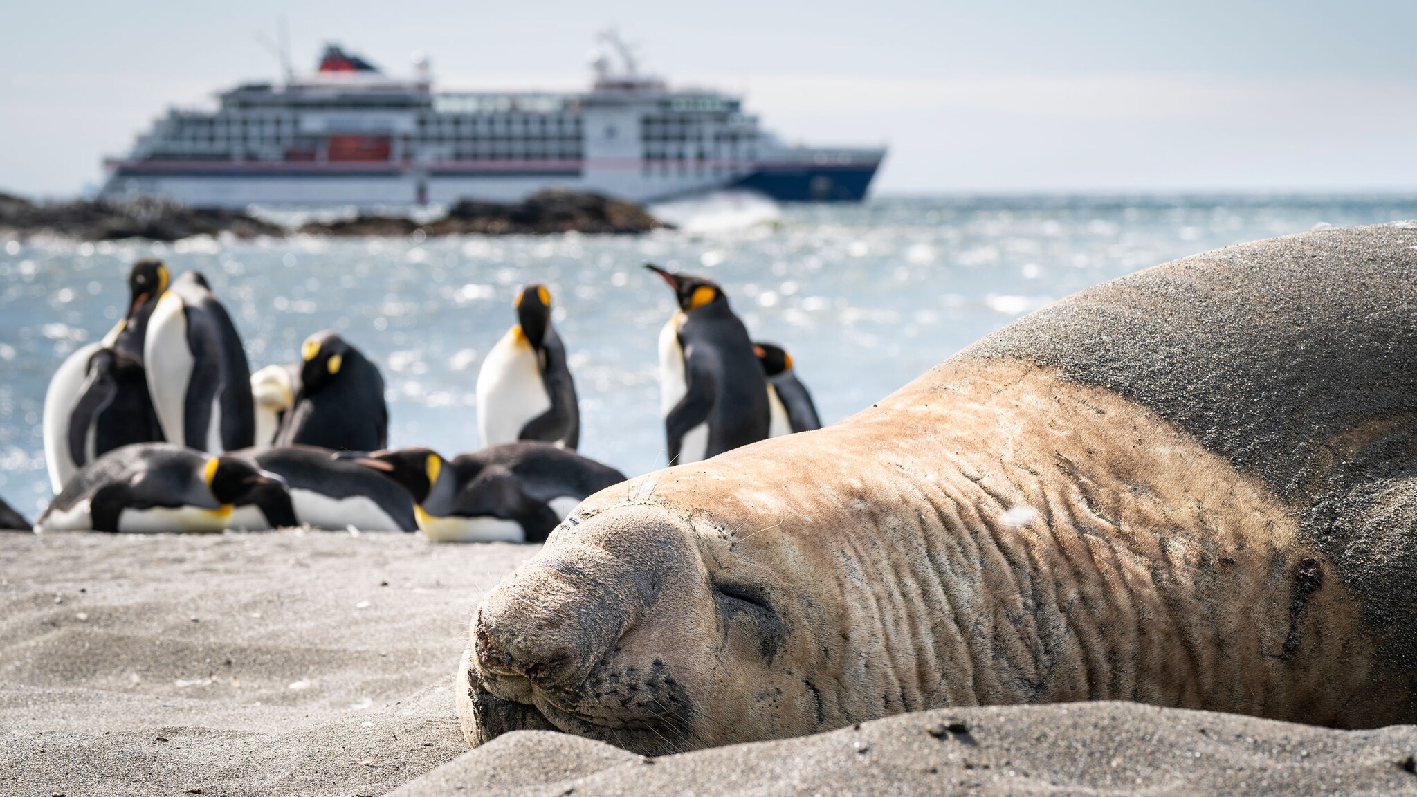 Ein schlafendes Walross liegt im Vordergrund vor mehreren Pinguinen auf Eis, im Hintergrund schwimmt ein Expeditionskreuzfahrtschiff im Wasser. 
