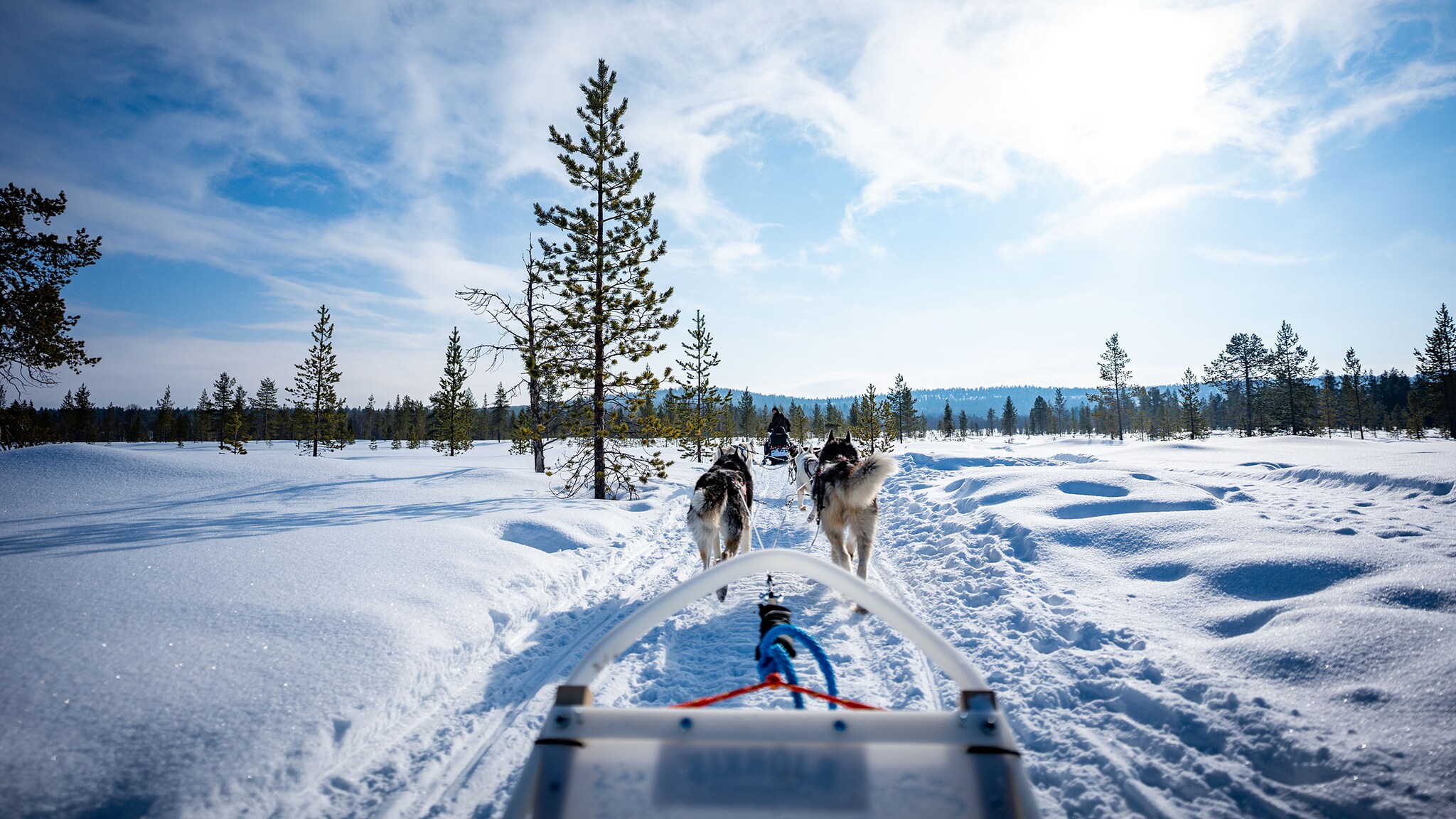 Blick von einem Schlitten auf davor gespannte Huskys, die in einer weitläufigen Schneelandschaft laufen bei Sonnenschein.