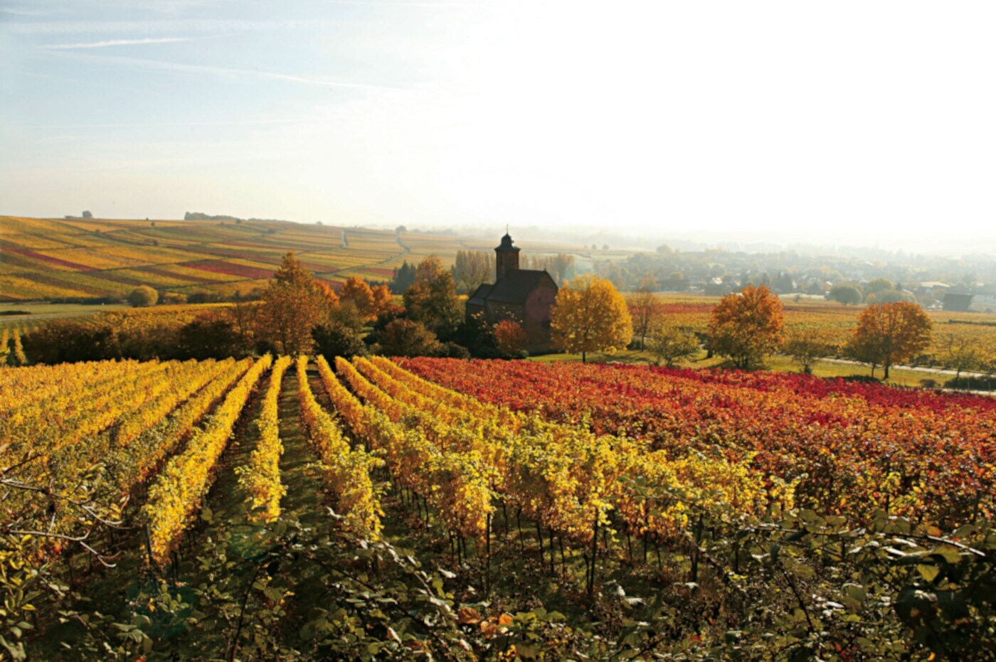 Herbstliche verfärbte Weinberge und eine Kapelle in der Südlichen Weinstraße
