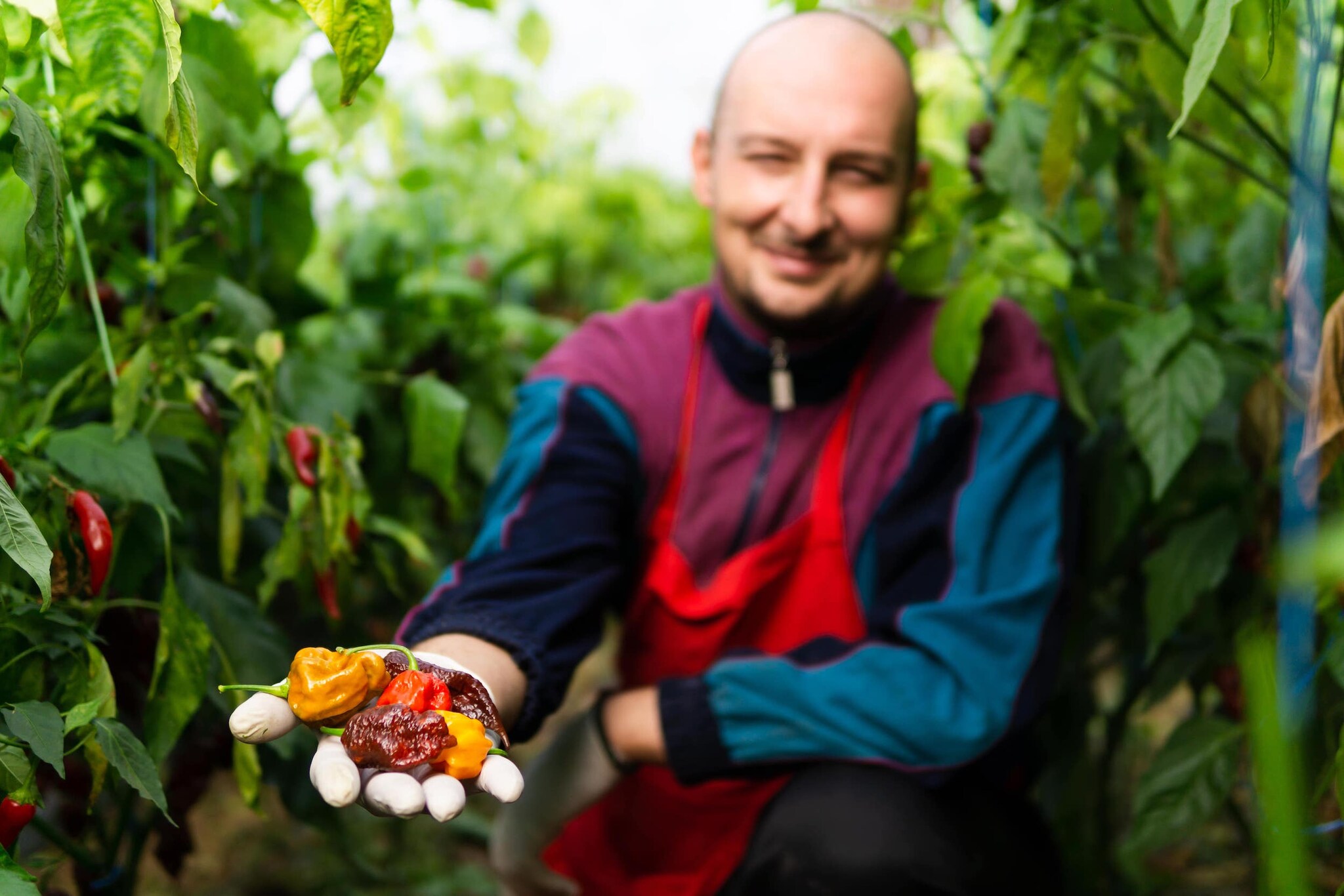 Mann kniet zwischen Chilipflanzen und hält verschiedenfarbige Chilis in die Kamera