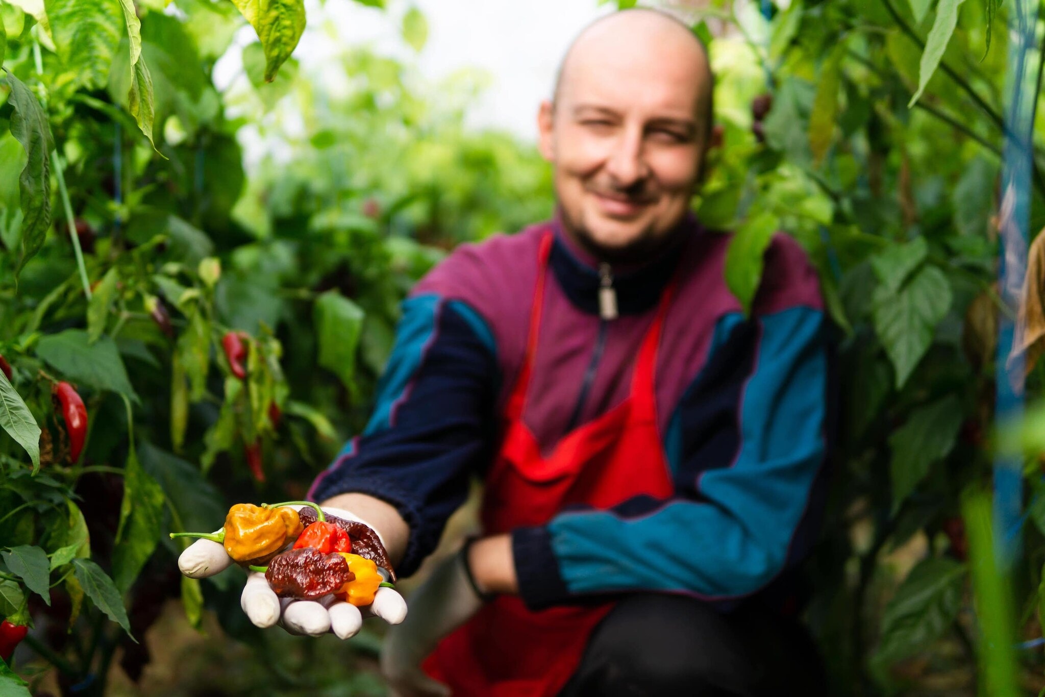 Mann kniet zwischen Chilipflanzen und hält verschiedenfarbige Chilis in die Kamera Mann kniet zwischen Chilipflanzen und hält verschiedenfarbige Chilis in die Kamera