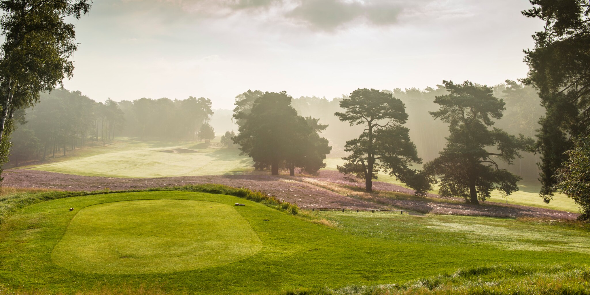 Ein im Dunst liegender Golfplatz mit blühender Heide und großen Bäumen