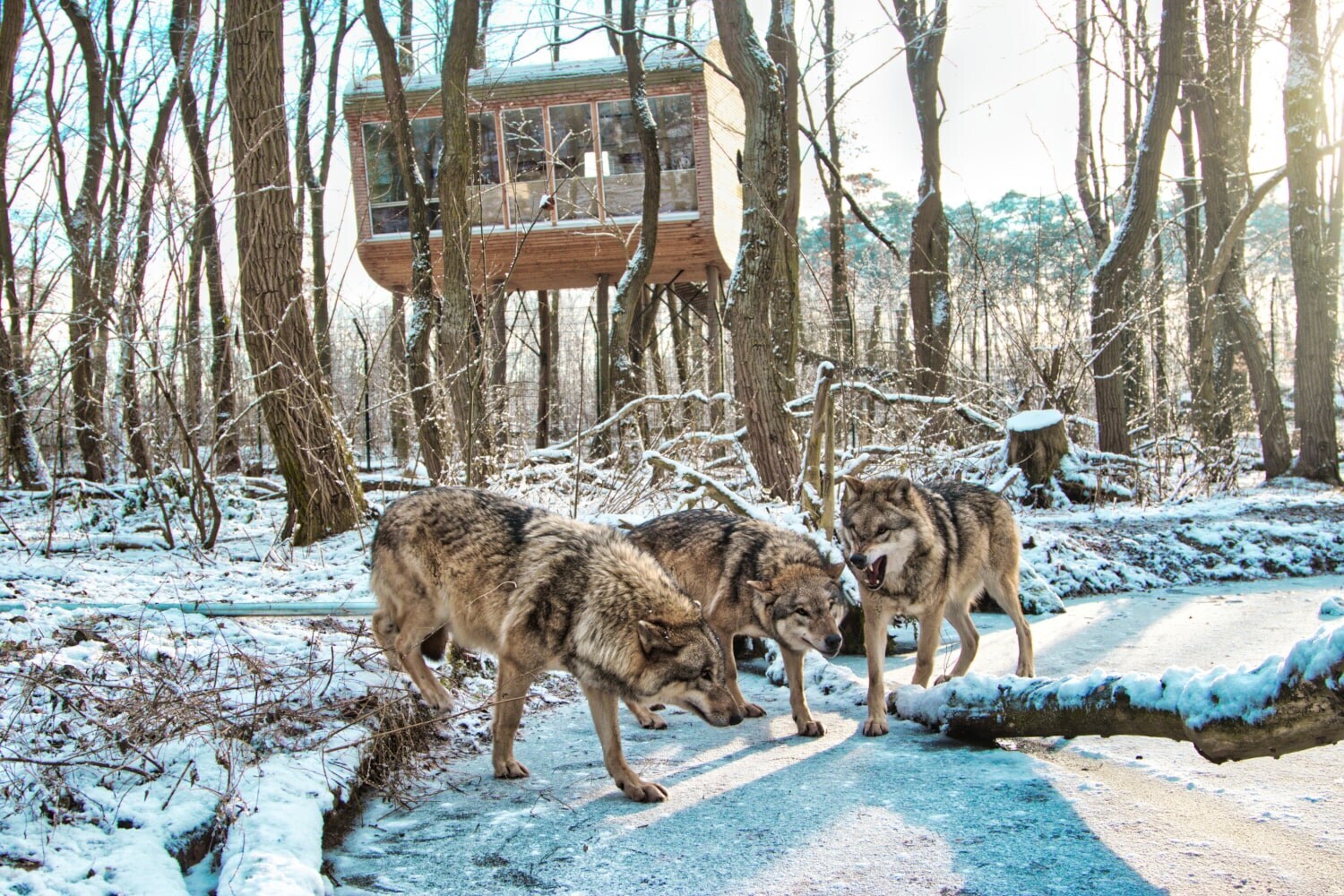 Wölfe vor Baumhaushotel in verschneitem Wald Drei Wölfe vor einem Baumhaus