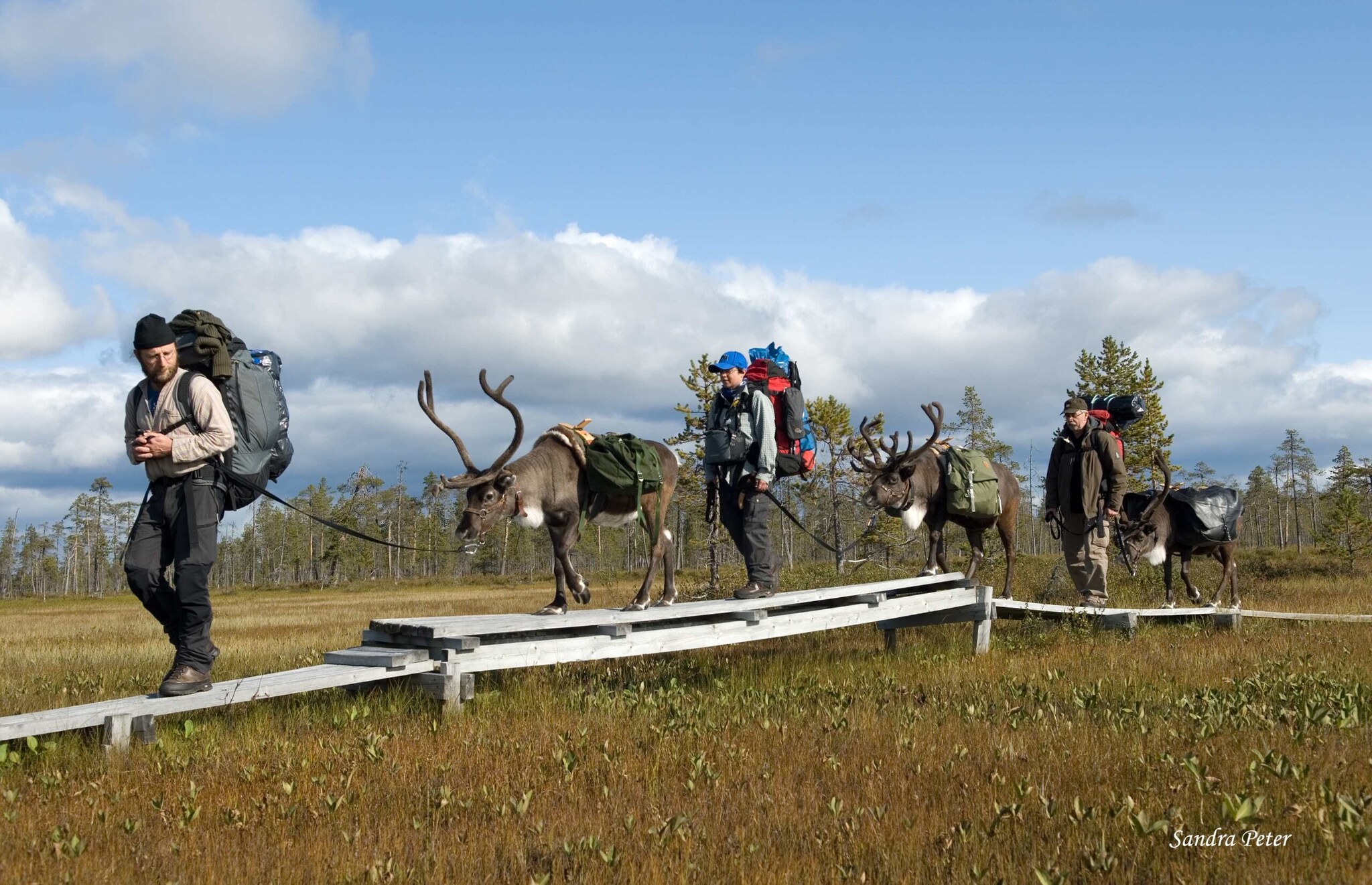Drei Männer wandern mit Rentieren in Lappland Drei Männer wandern mit Rentieren in Lappland