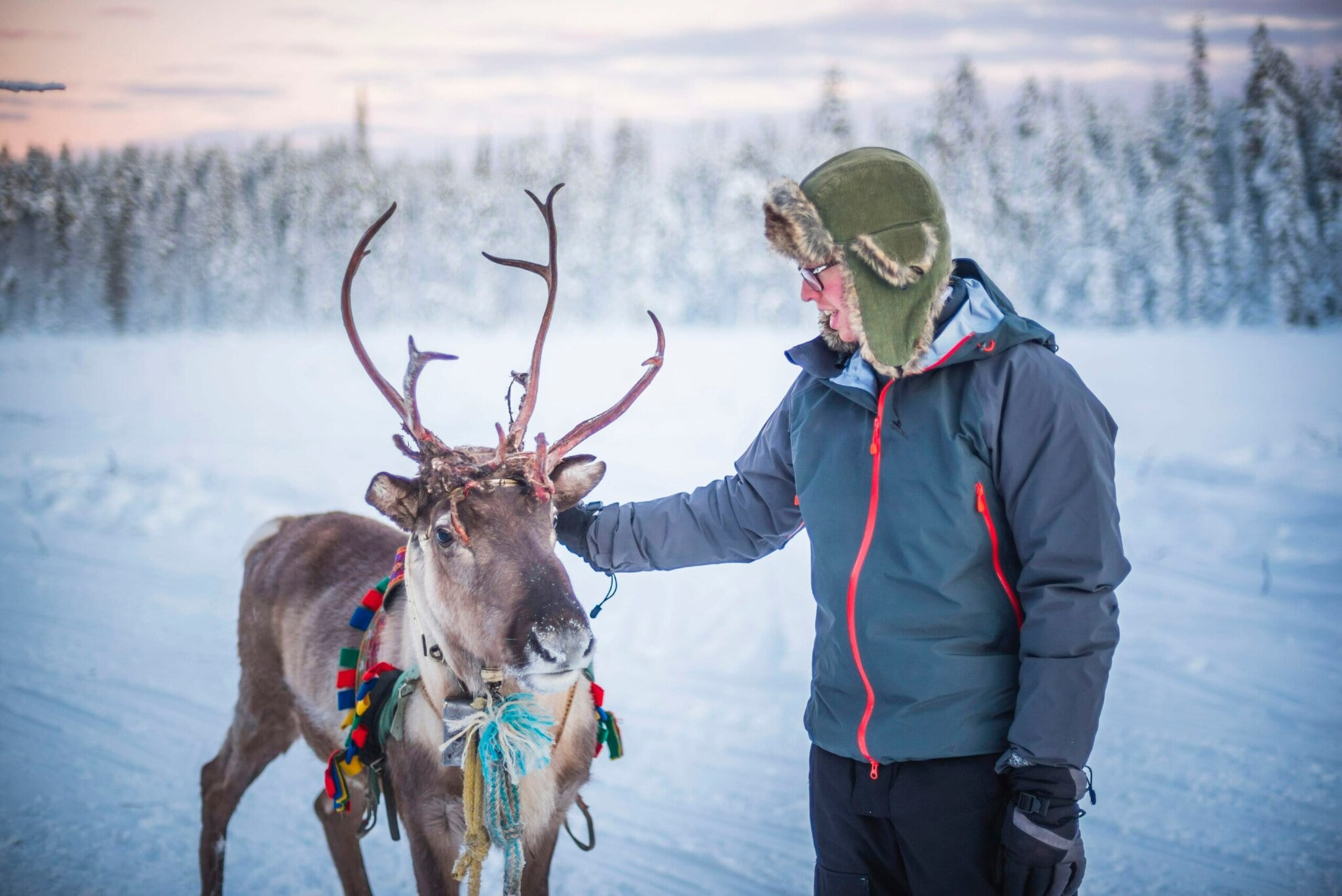 Ein Mann streichelt ein Rentier, das ein Geschirr trägt Ein Mann streichelt ein Rentier, das ein Geschirr trägt