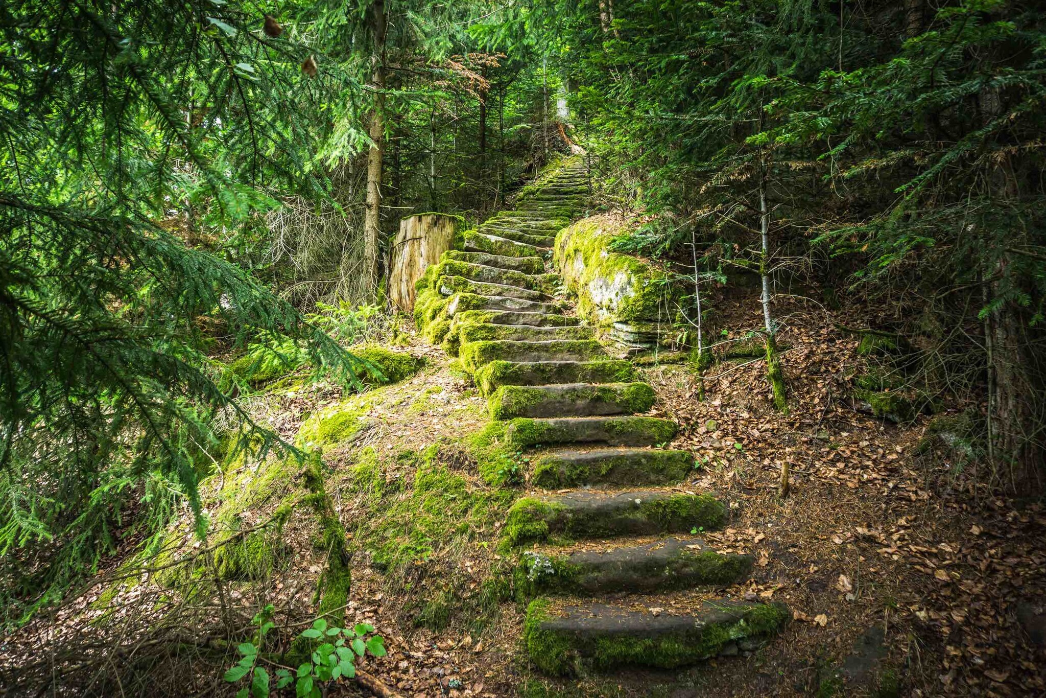 Steile, moosbewachsene Steintreppe im Wald
