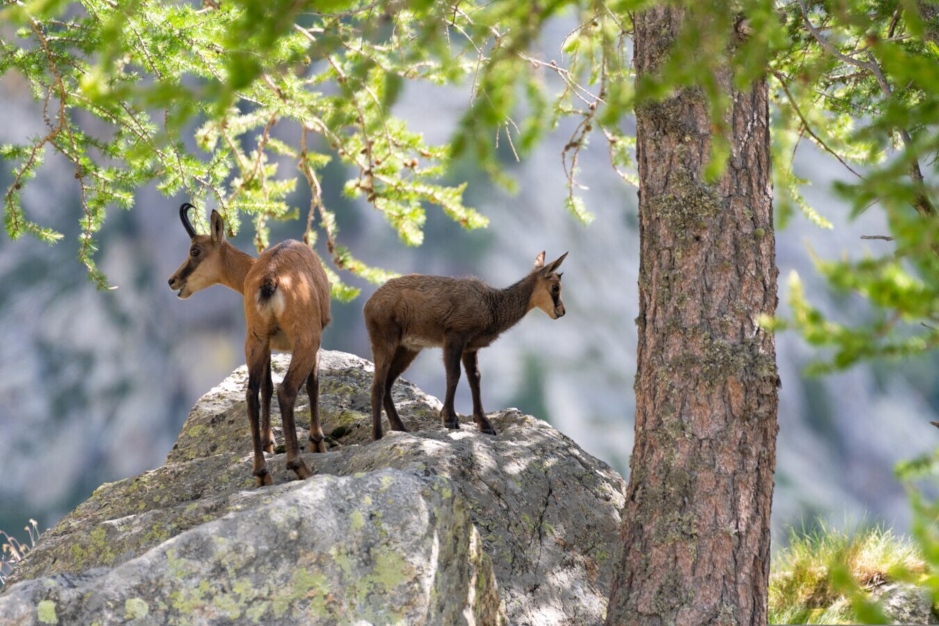 Zwei Gämse auf einem Fels neben einem Baum Zwei Gämse auf einem Fels neben einem Baum