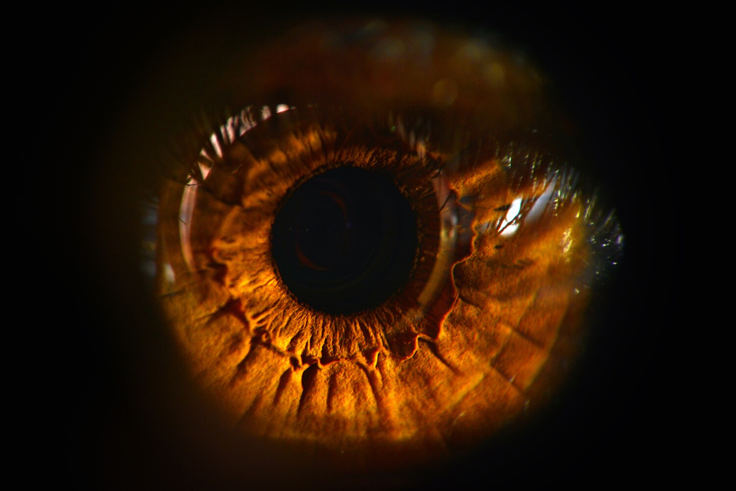 Braune Iris eines Auges vor schwarzem Hintergrund Braune Iris eines Auges vor schwarzem Hintergrund