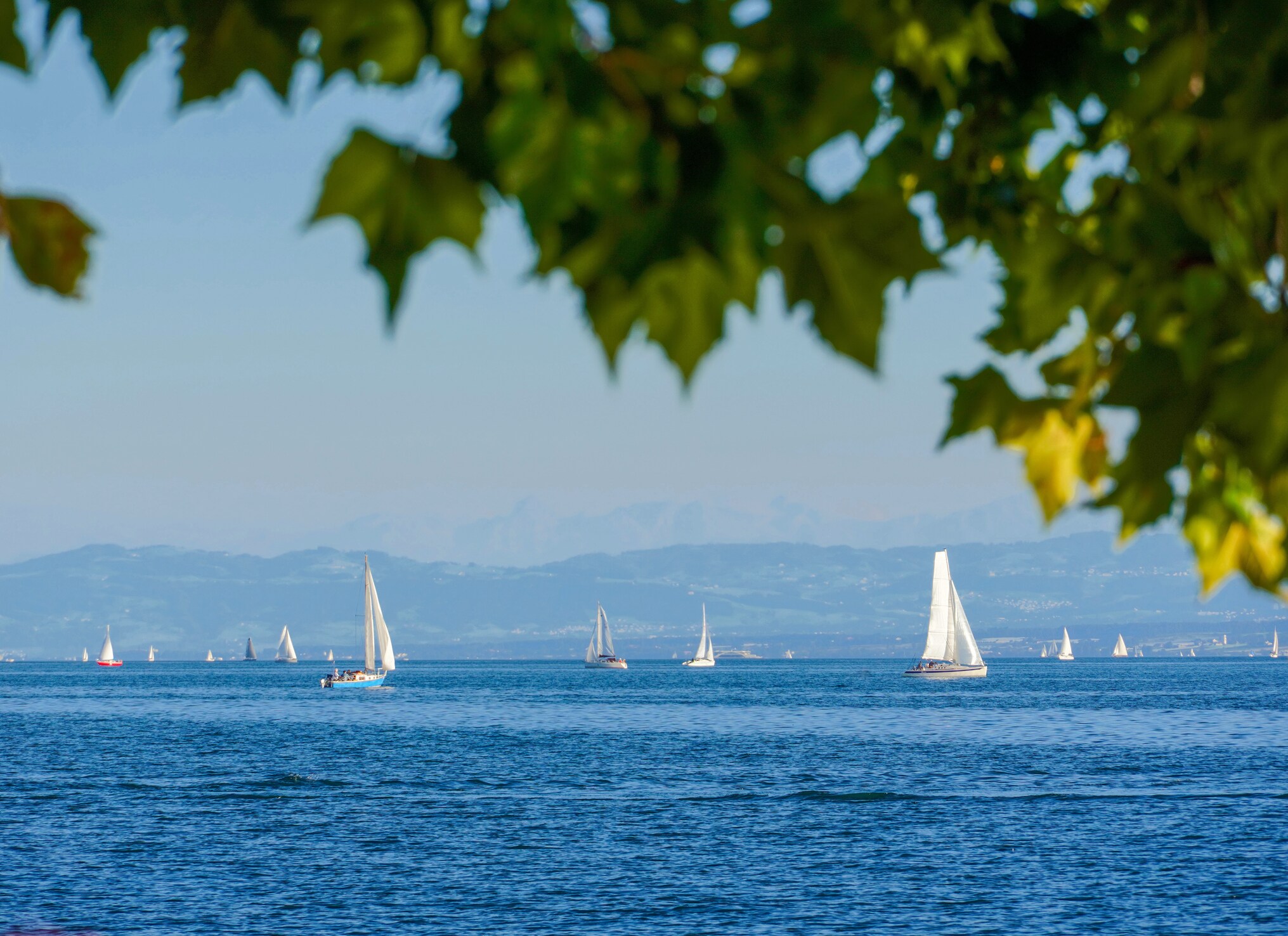 Segelboote auf dem Bodensee