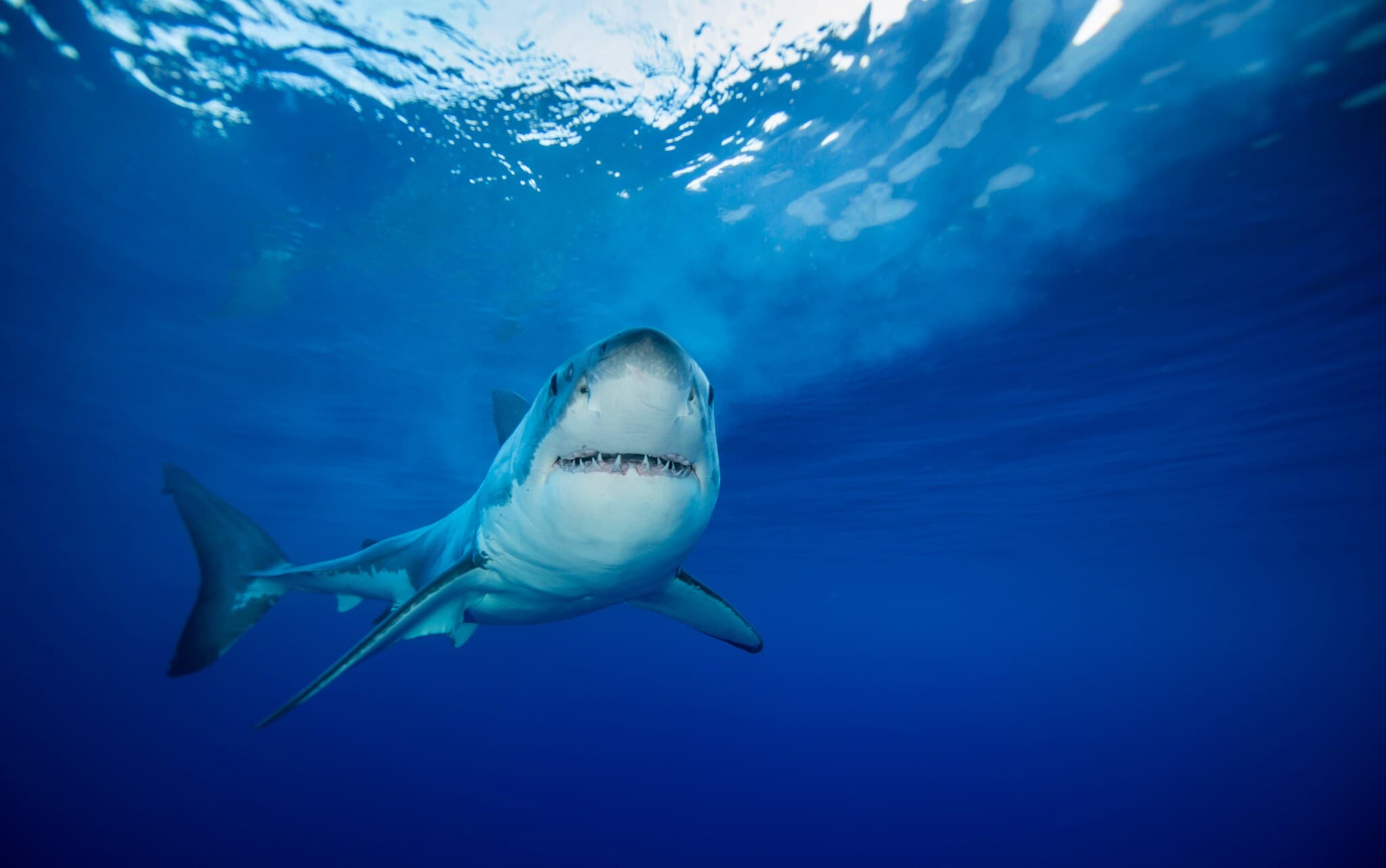 Ein Hai schwimmt im blauen Wasser und schaut frontal in die Kamera Ein Hai schwimmt im blauen Wasser und schaut frontal in die Kamera