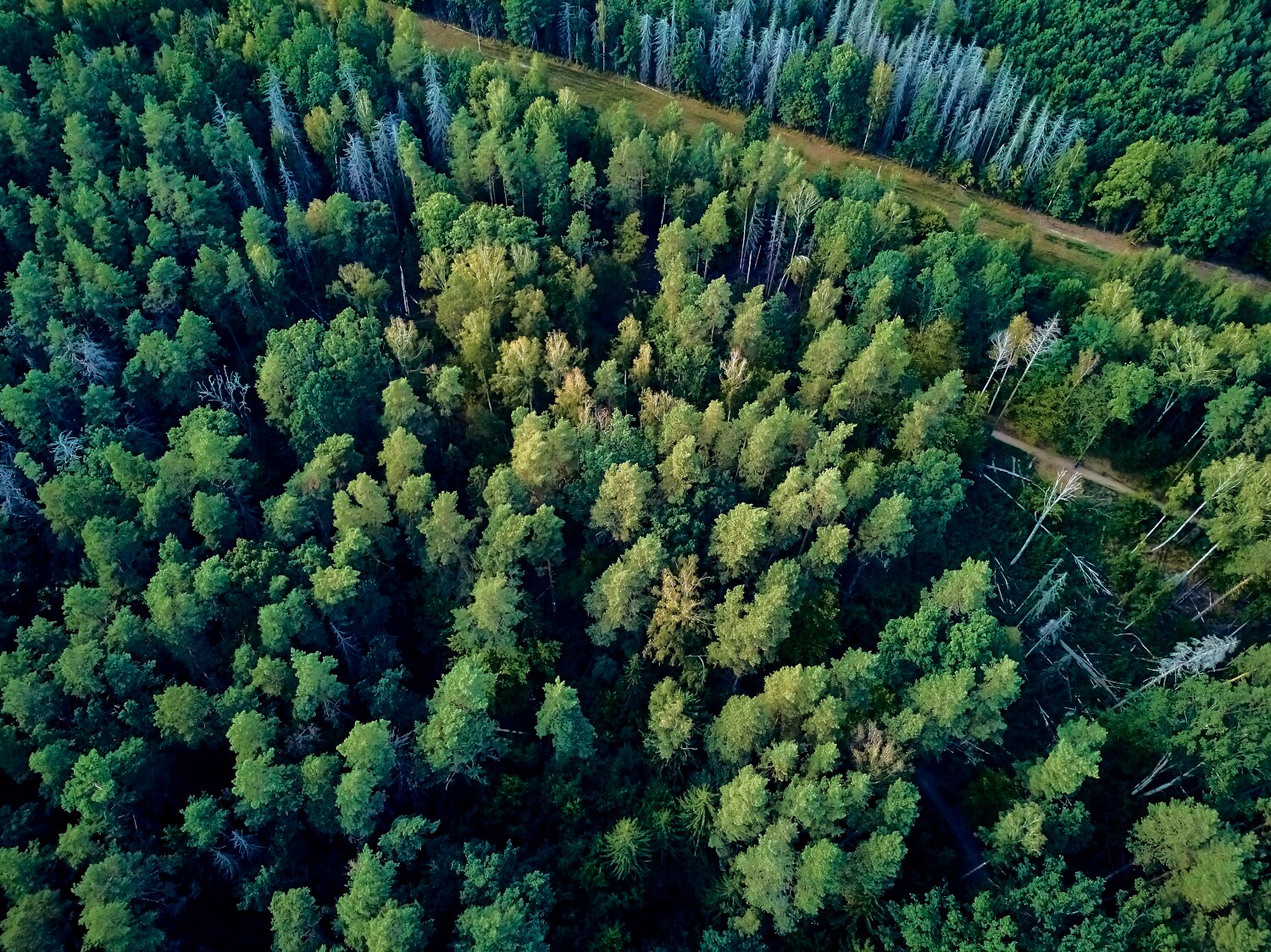 Luftansicht eines weitläufigen Mischwaldes Luftansicht eines weitläufigen Mischwaldes
