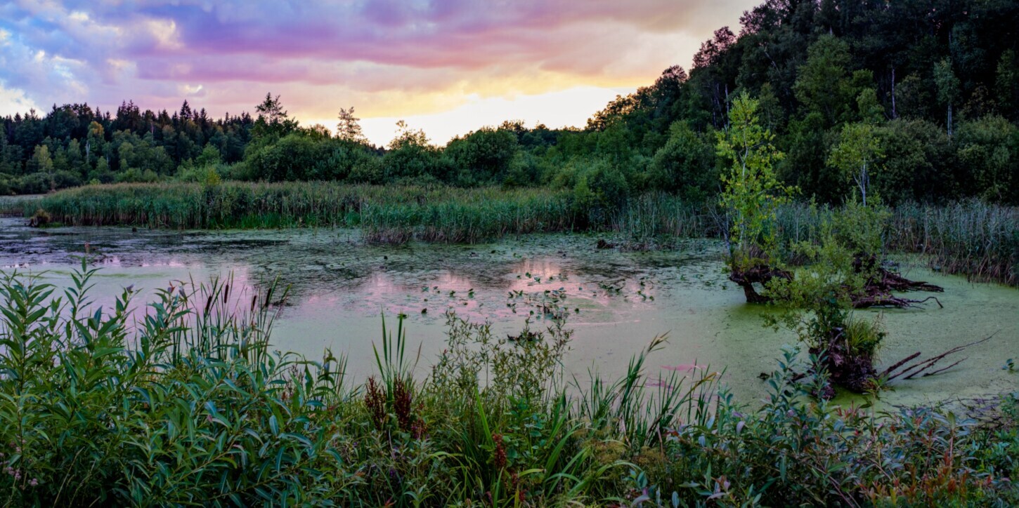 Ein See umrandet von wilden Gräsern, Büschen und Bäumen bei Sonnenuntergang