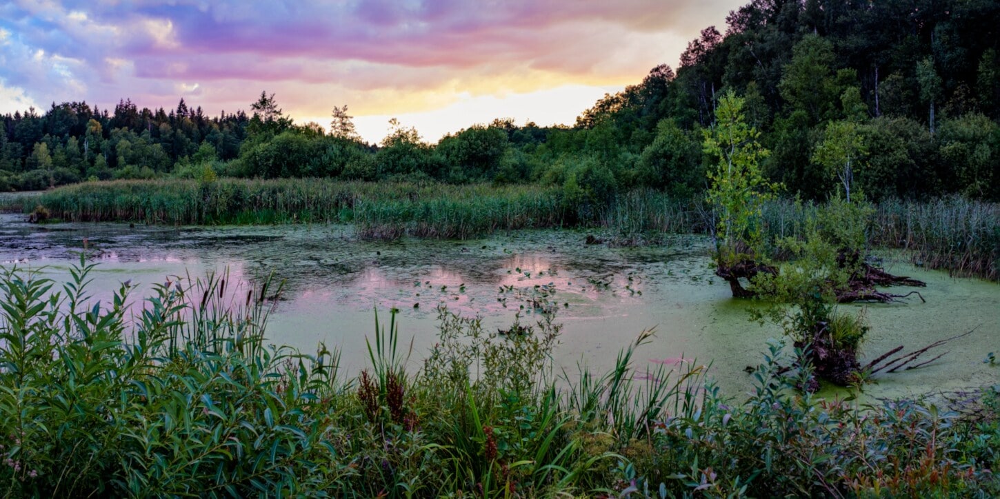 Ein See umrandet von wilden Gräsern, Büschen und Bäumen bei Sonnenuntergang Ein See umrandet von wilden Gräsern, Büschen und Bäumen bei Sonnenuntergang