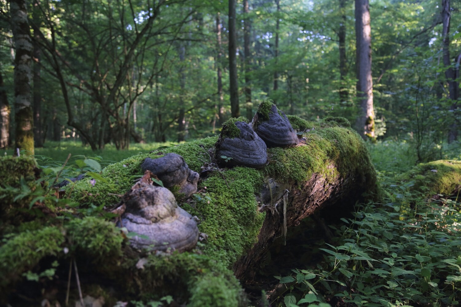 Große kegelförmige Pilze auf einem umgestürzten von Moos bewachsenen toten Baum Große kegelförmige Pilze auf einem umgestürzten von Moos bewachsenen toten Baum