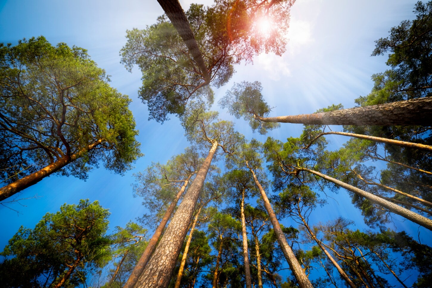 Blick von unten hoch in die Kronen von Kiefern Blick von unten hoch in die Kronen von Kiefern