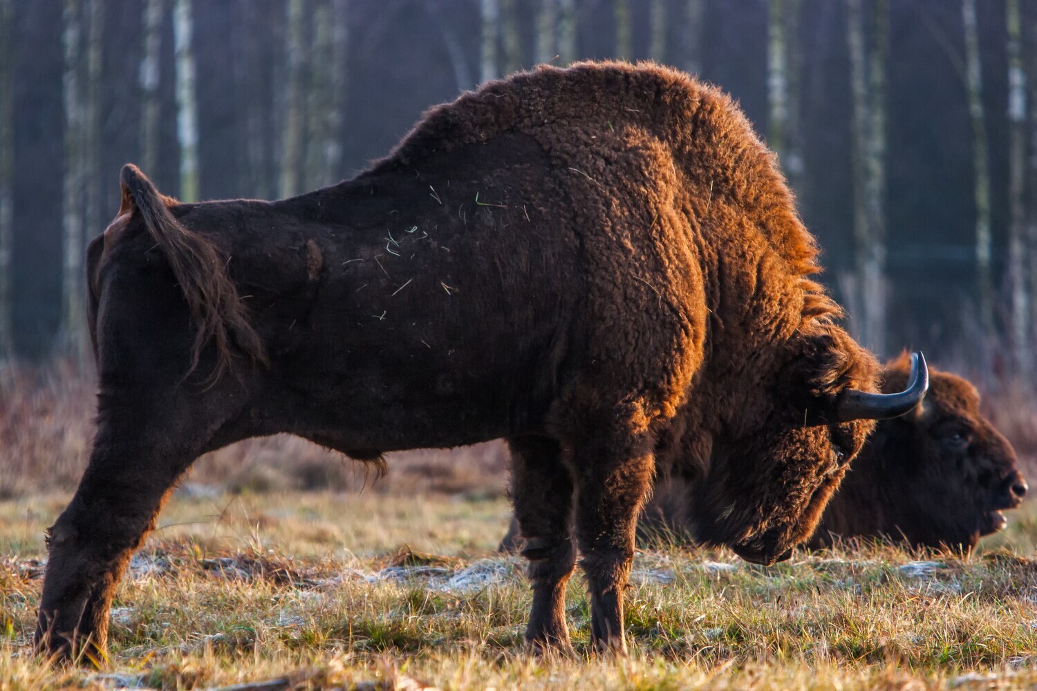 Zwei europäische Wisente auf einer Wiese vor einem Waldstück