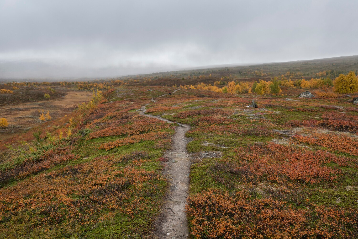 Ein Wanderpfad führt durch eine herbstliche Heidelandschaft in Schwedisch-Lappland