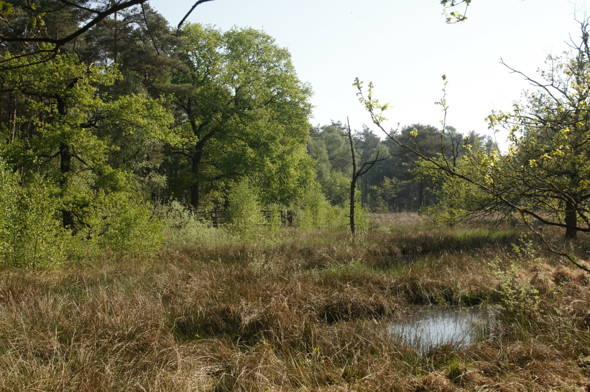 Eine naturbelassene Vegetation am Niederrhein