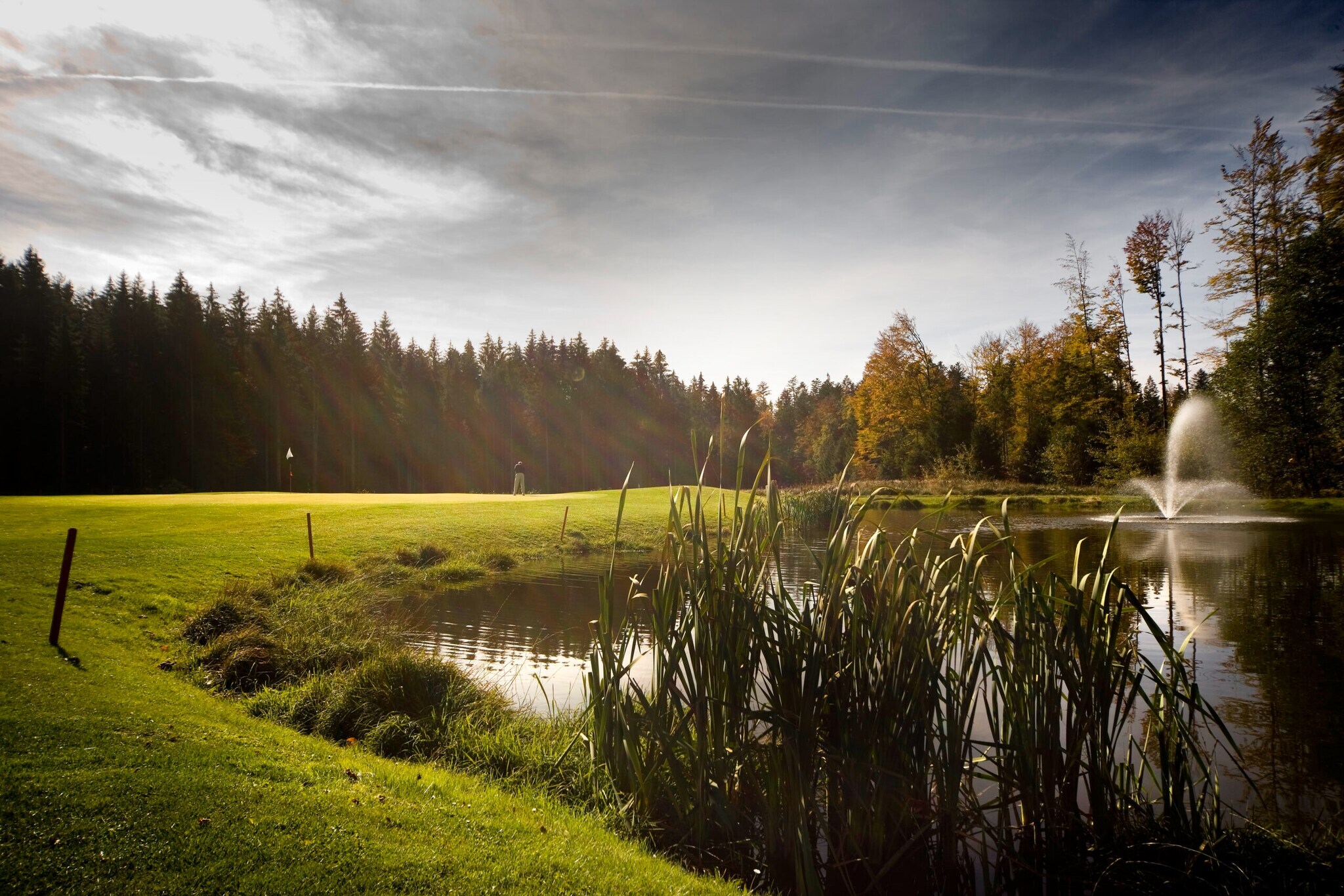 Ein angelegter Teich mit Schilf