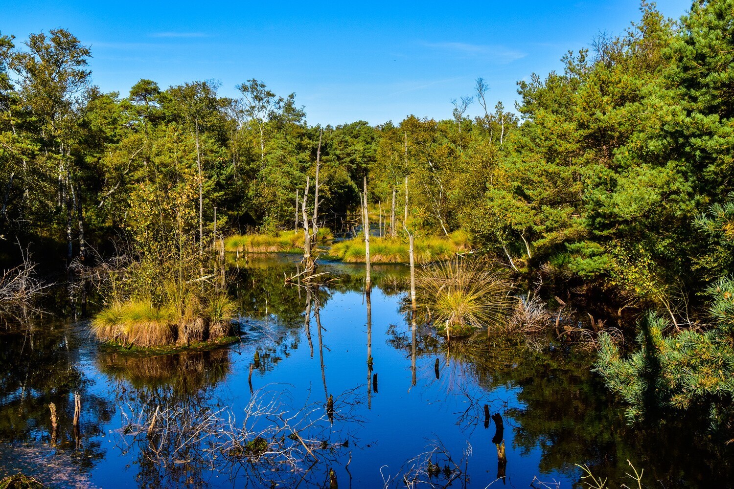 Wasser umrandet von Bäumen und Gräsern