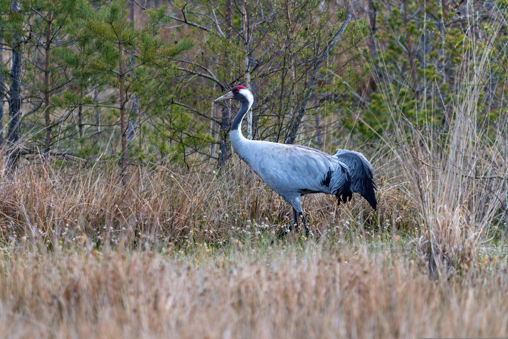 Ein Kranich läuft über eine Wiese mit hohen Gräsern