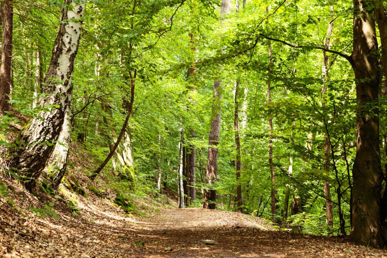 Ein Waldweg mit Laubbäumen rechts und links des Weges