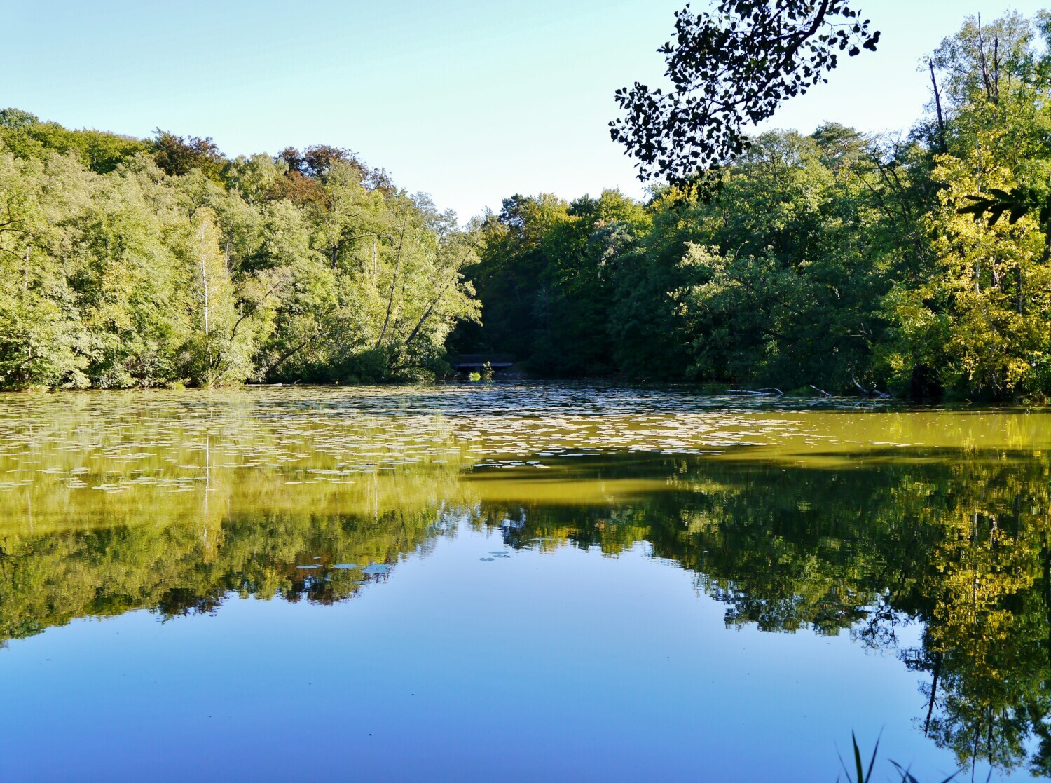 Blick auf einen See der mit dichten Bäumen umrandet ist