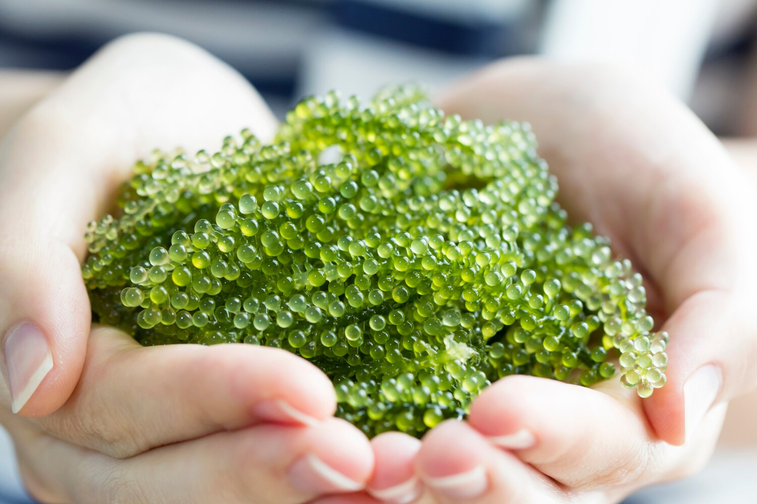 Zwei Hände halten Stränge mit grünen kleinen Kügelchen