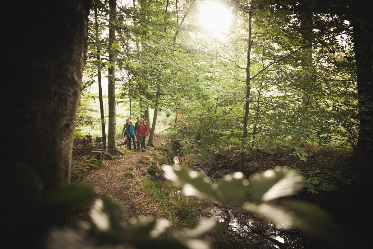 Eine Wandergruppe bei Sonnenschein im Bienwald