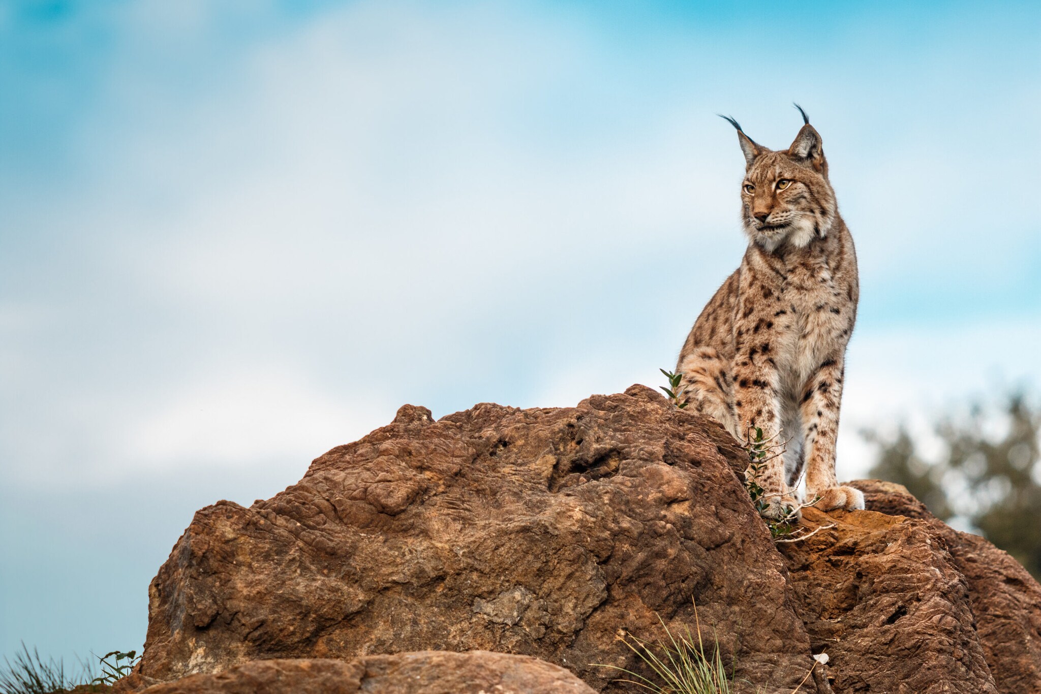 Ein Luchs sitzt mit gespitzten Ohren auf einem Felsen